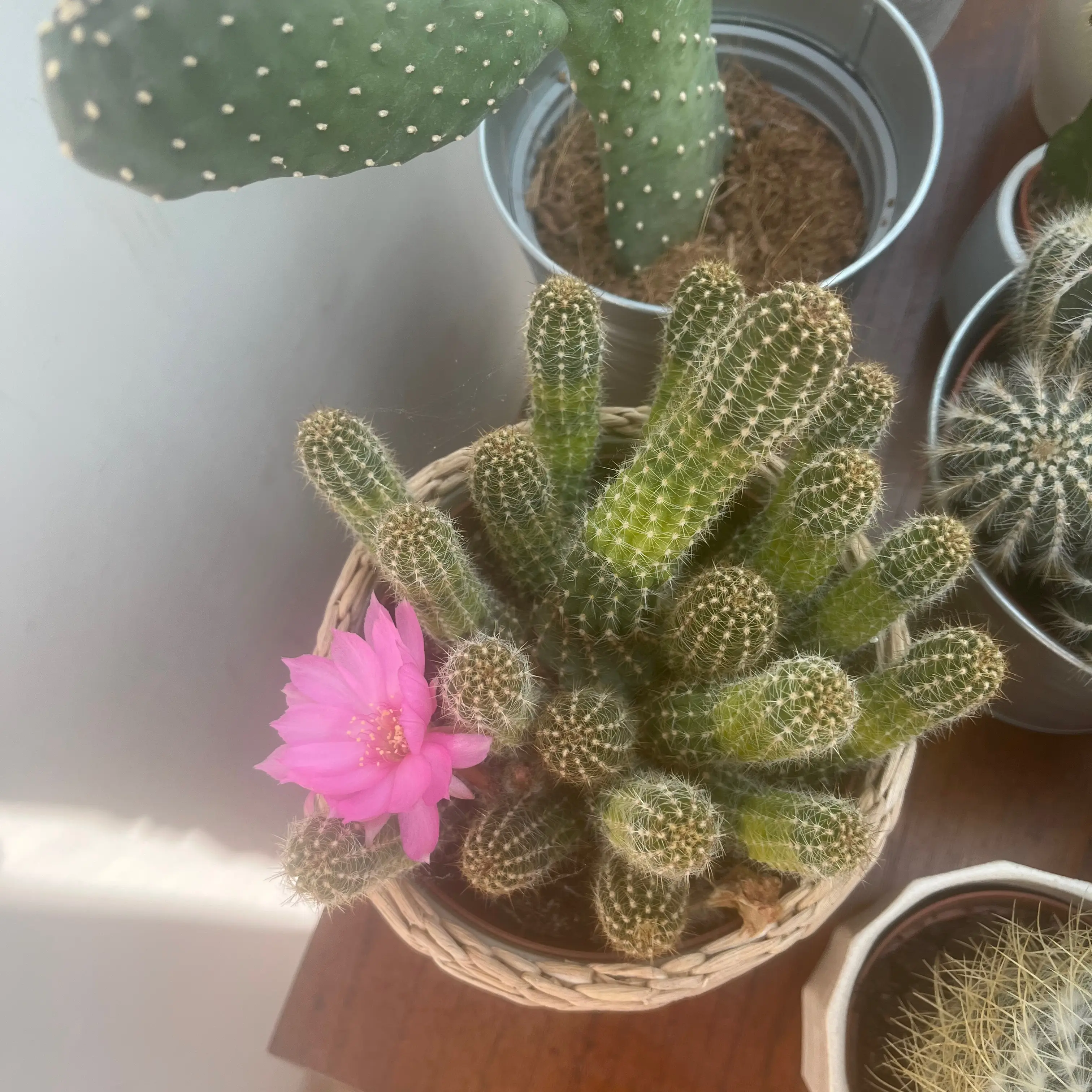 Photo of the plant species Chamaelobivia by @TJFish named Cactus Squad on Greg, the plant care app