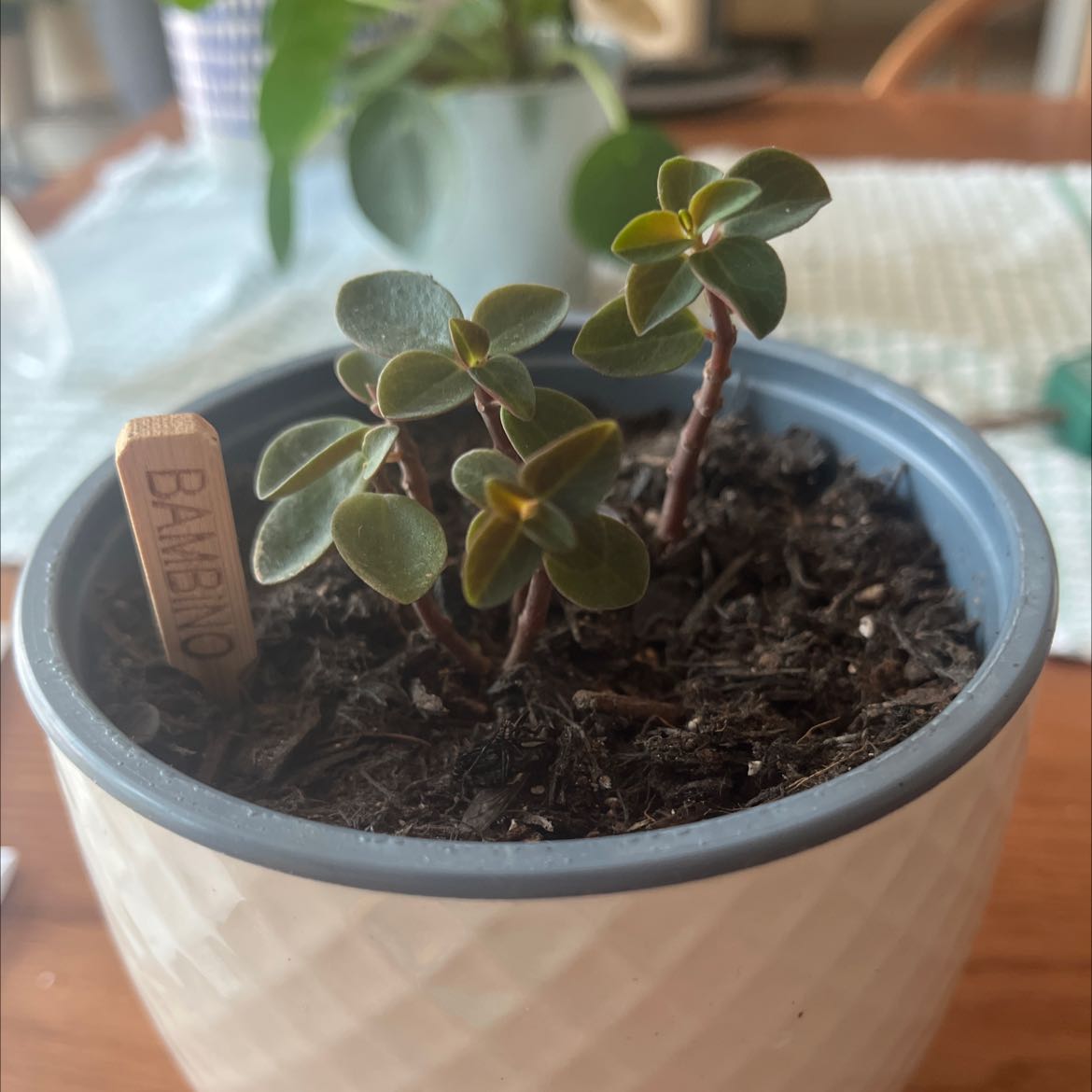 A healthy Low Peperomia plant in a small pot with visible soil.