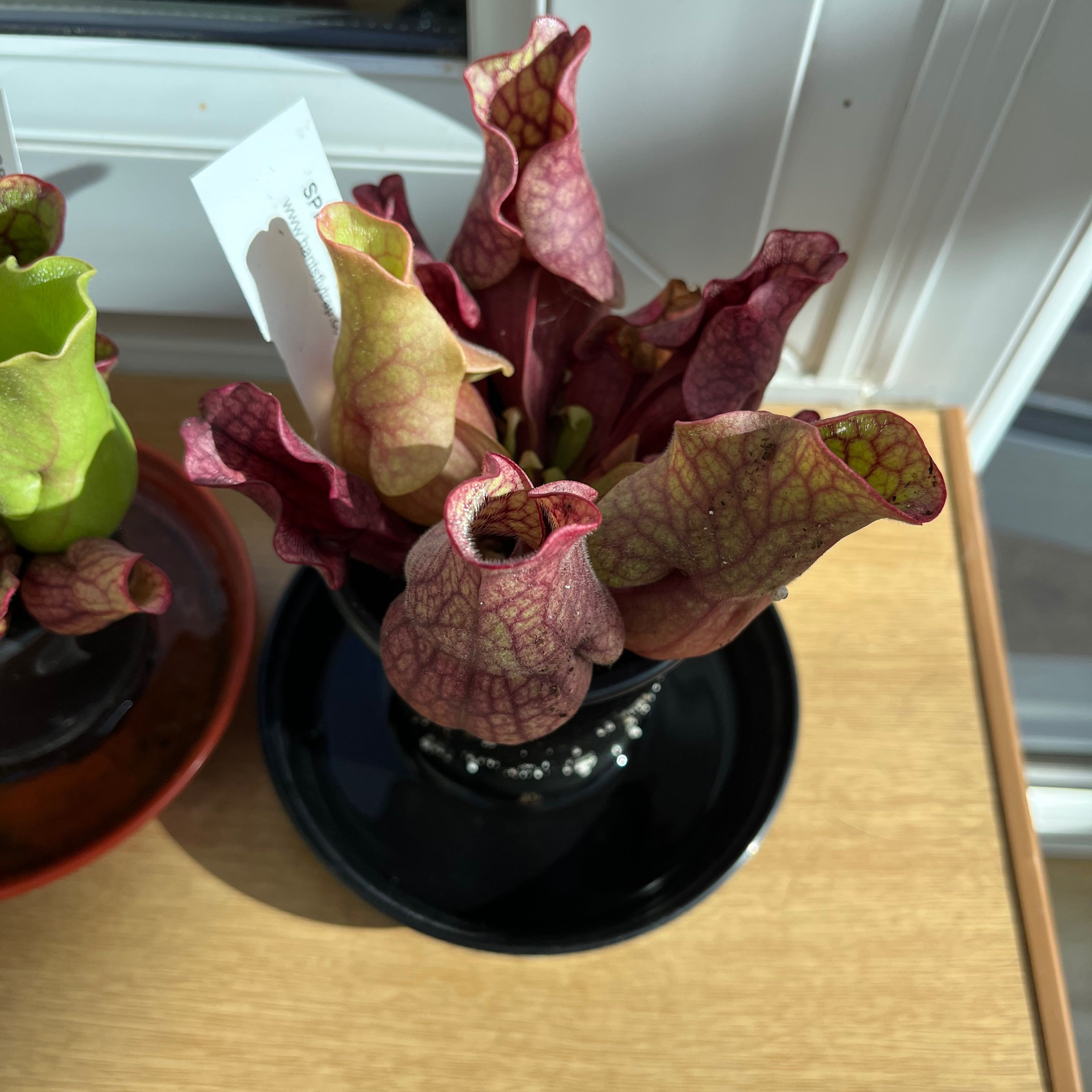 Purple Pitcher Plant with tubular red and green leaves in a black pot.