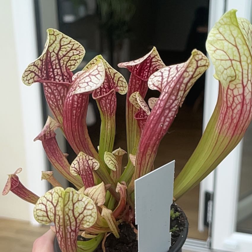 Photo of the plant species Red Bug Pitcher Plant by @TJFish named Eva on Greg, the plant care app