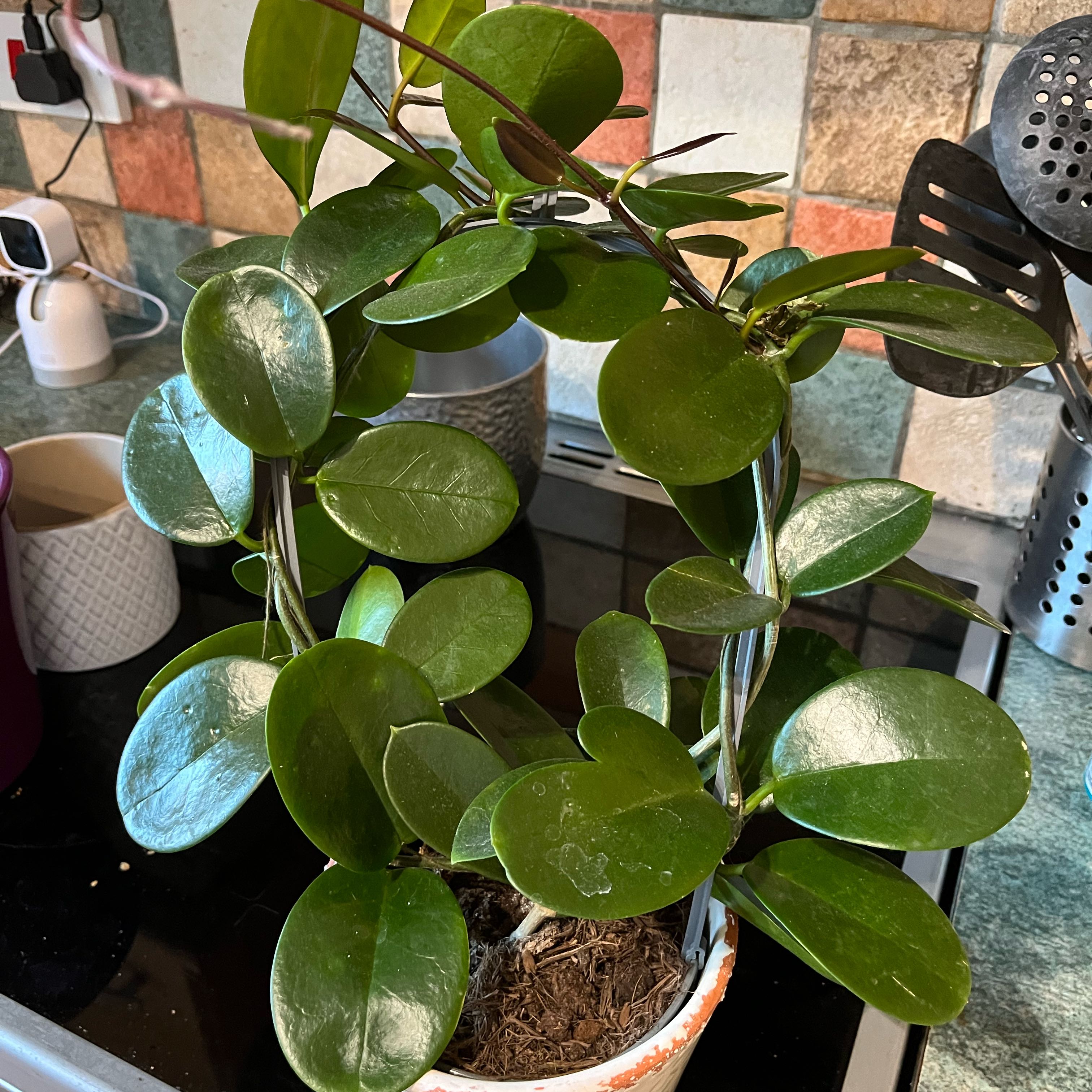 Hoya australis 'Bordvare' plant with glossy green leaves in a pot with visible soil.