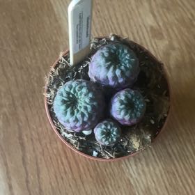 Photo of the plant species Sulcorebutia by @TJFish named Cone cat on Greg, the plant care app