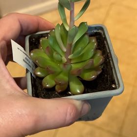 Photo of the plant species Graptoveria by @TJFish named Curie on Greg, the plant care app