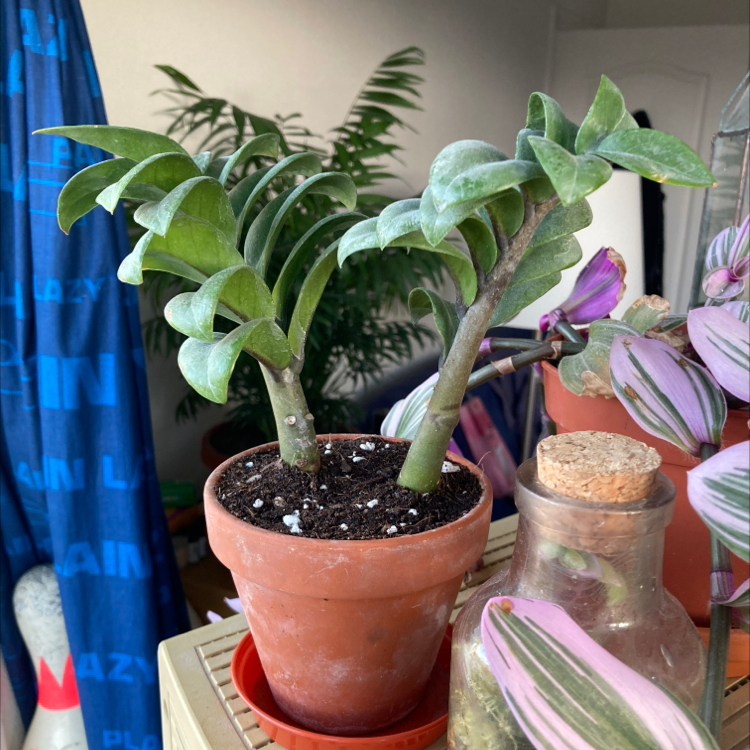 Dwarf ZZ plant in a terracotta pot with visible soil, well-framed and in focus.