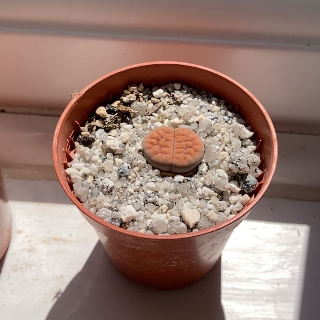 Photo of the plant species Living Stones by @NathanF named Sol on Greg, the plant care app