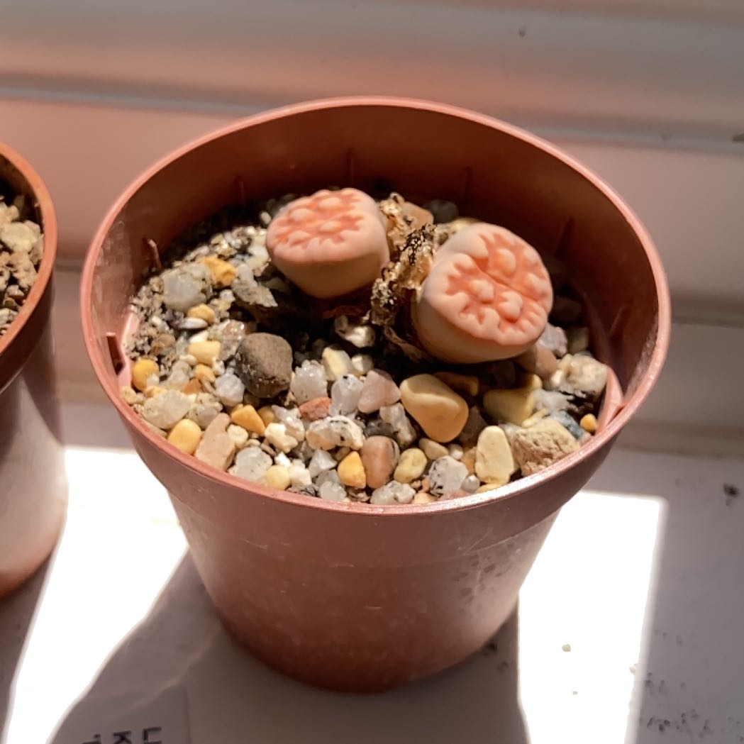 Photo of the plant species Living Stone by @NathanF named Navajo on Greg, the plant care app