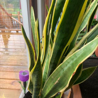 Snake Plant plant in Lafayette, New Jersey