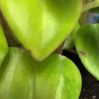 Vining Peperomia plant in Lafayette, New Jersey