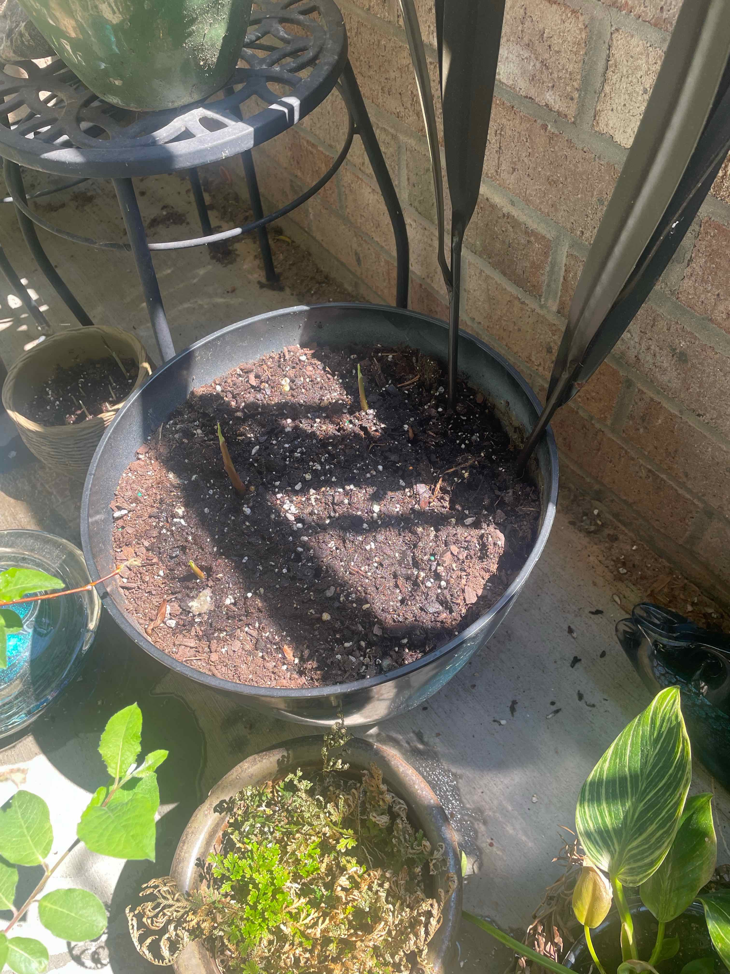 Potted Bitter Ginger plant with new shoots emerging, placed on a patio with other plants.