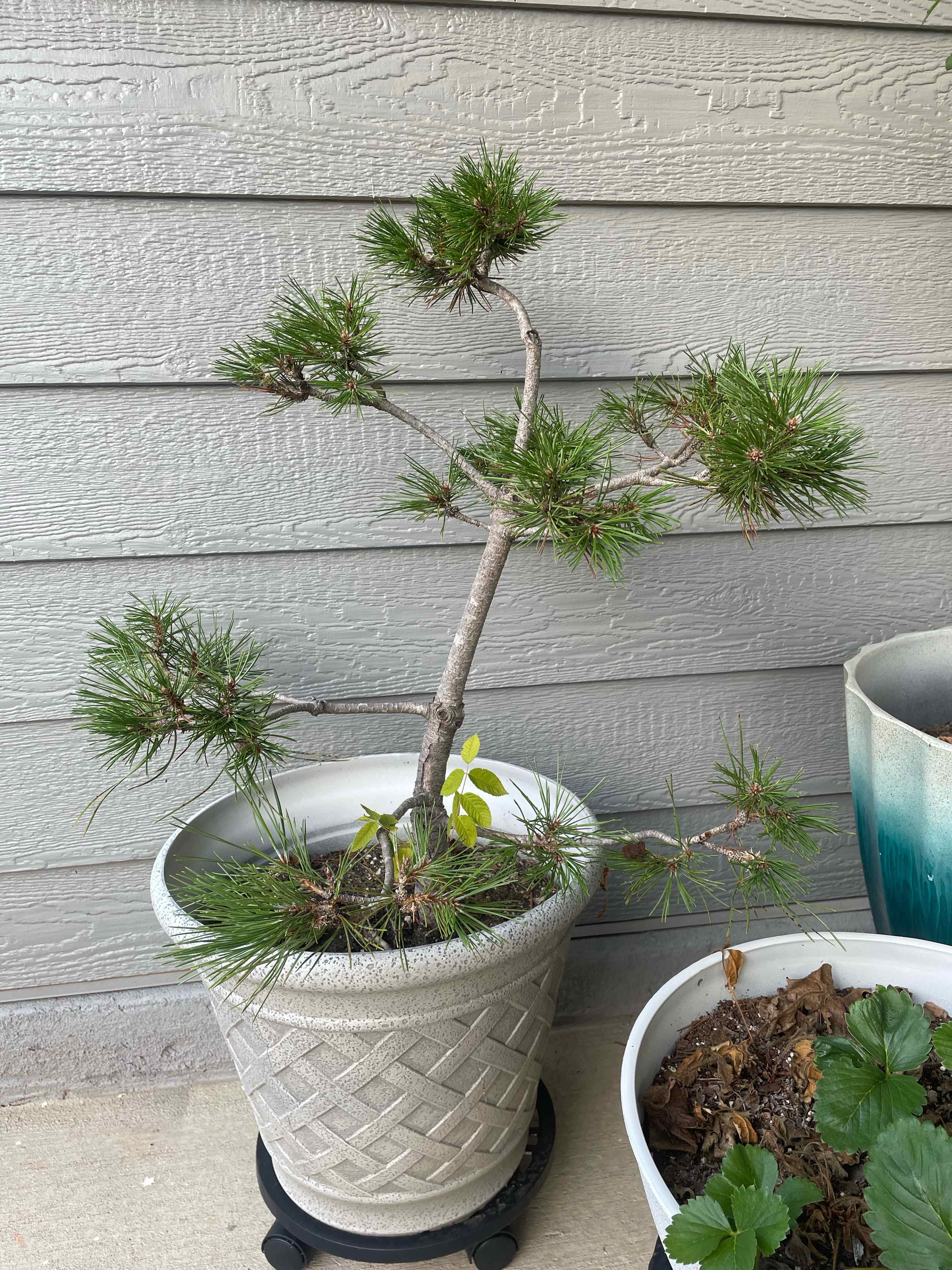 Japanese black pine in a pot with green needles, no visible soil or flowers.