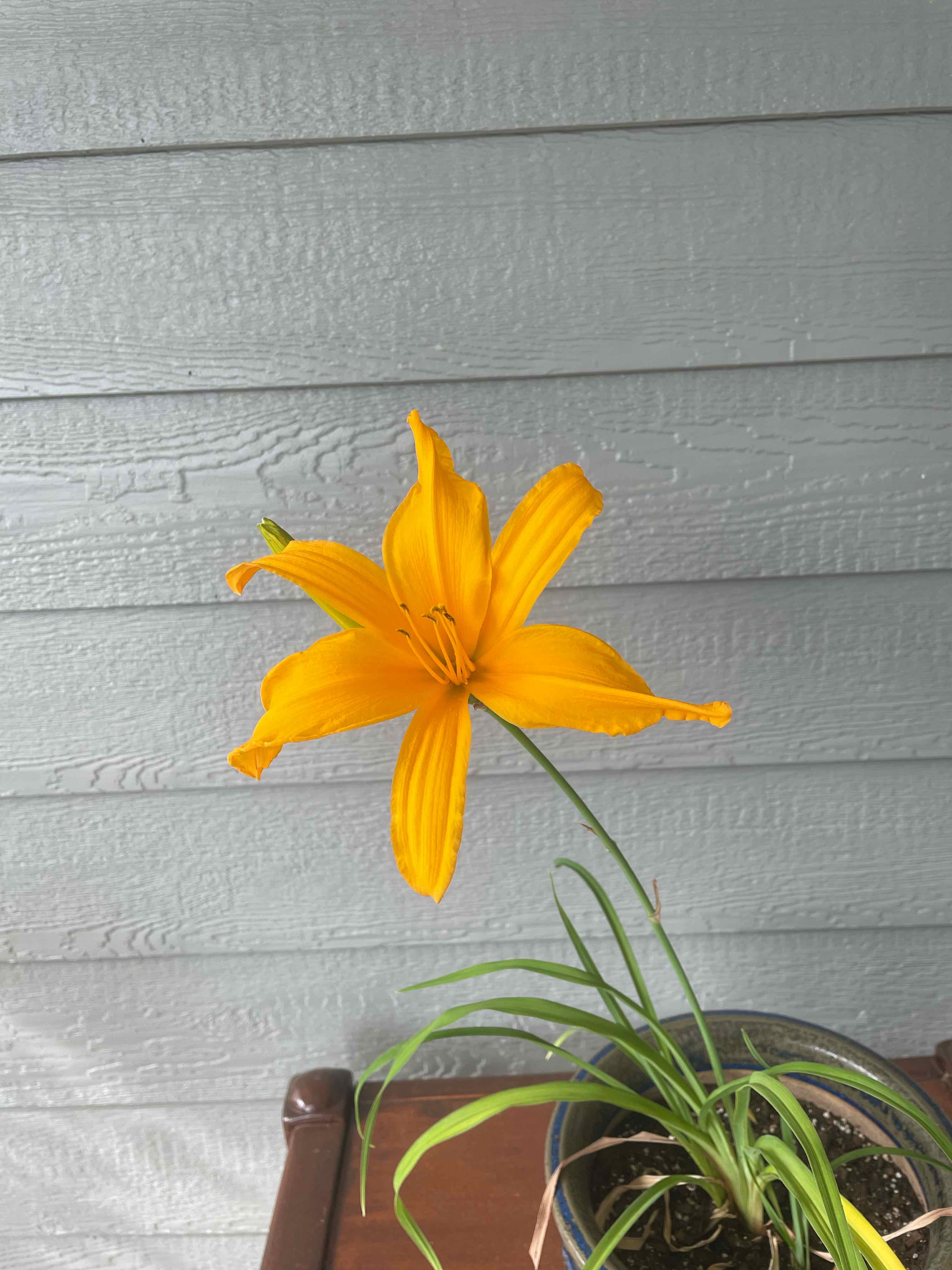 Orange Daylily plant in a pot with vibrant orange flowers and green leaves.
