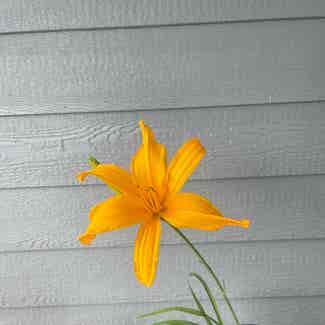 Orange Daylily plant in Somewhere on Earth