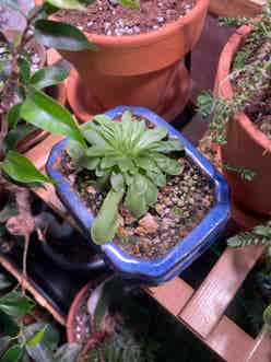 Mexican Butterwort plant
