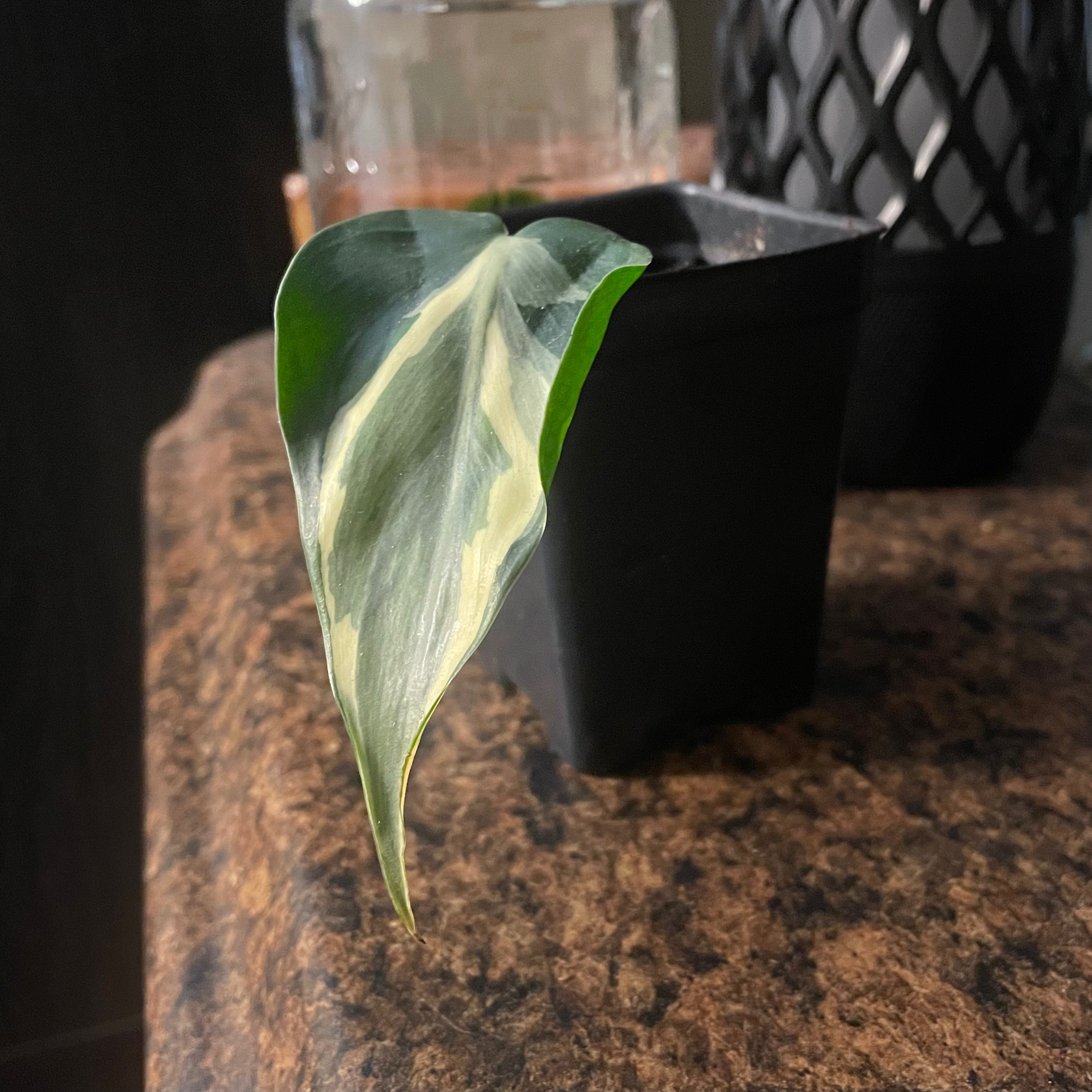 Philodendron 'Rio' plant with a variegated leaf in a small black pot on a brown surface.
