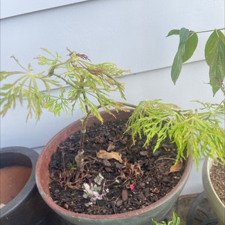 Japanese Maple plant in Somewhere on Earth