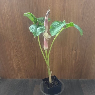 Japanese Jack-in-the-Pulpit plant in Somewhere on Earth