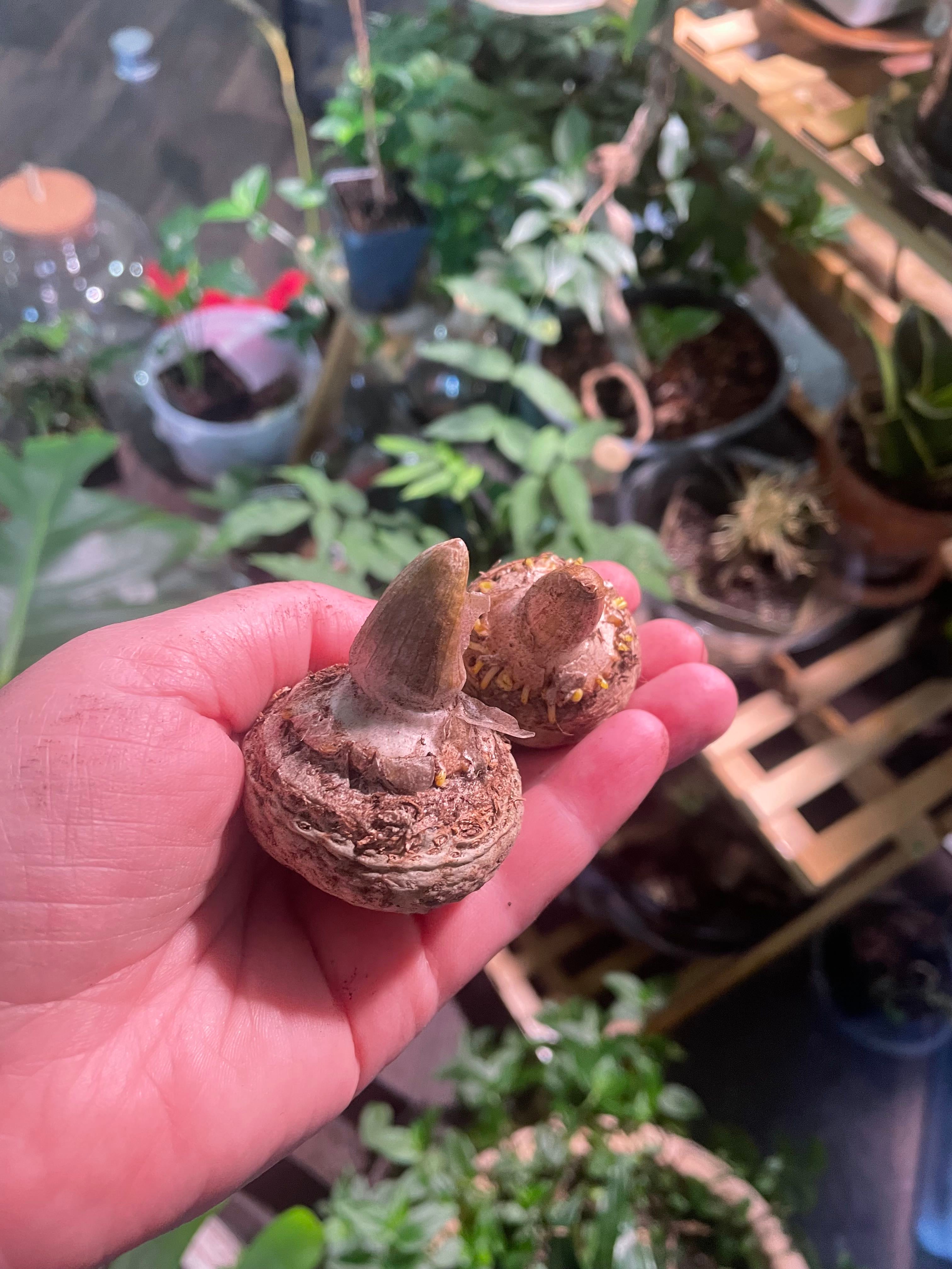 Nepenthoid JackinthePulpit Plant Care Water, Light, Nutrients