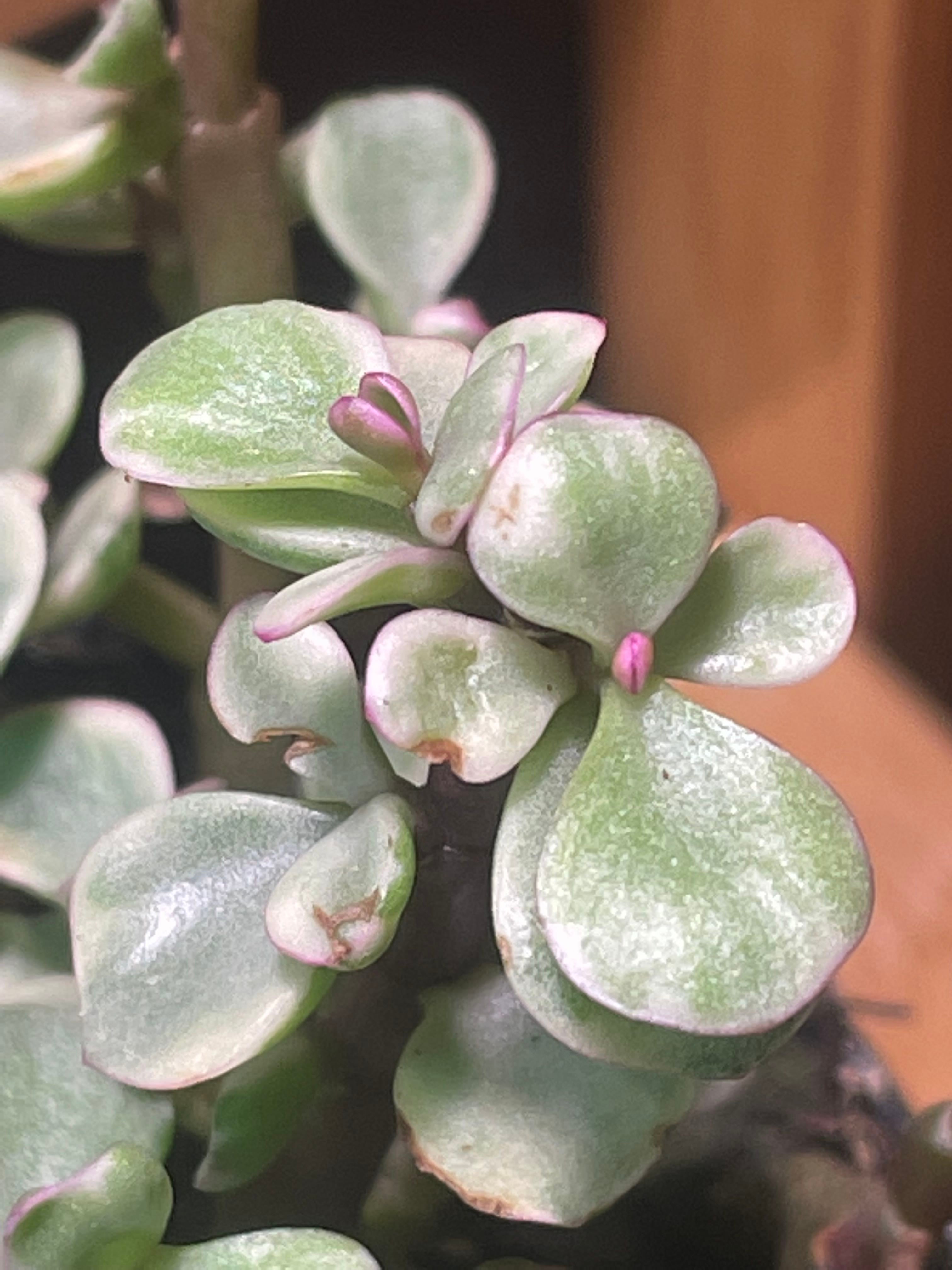 Rainbow Elephant Bush Plant Care Water, Light, Nutrients Greg App 🌱