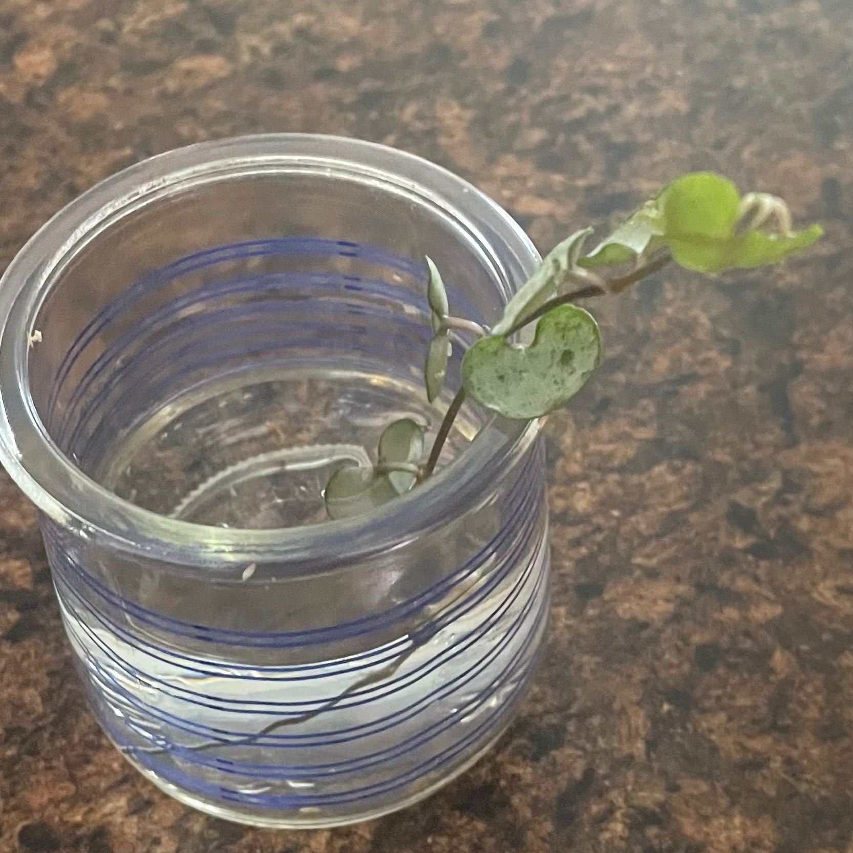 String of Hearts 'Silver Glory' plant cutting in a glass container with water.