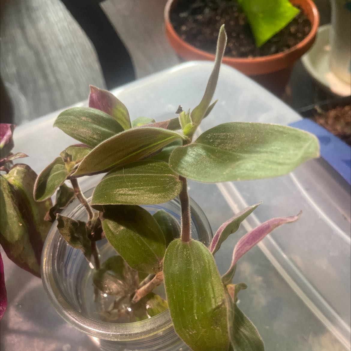 Baby Bunny Bellies plant with green and purple leaves in a glass container with water.