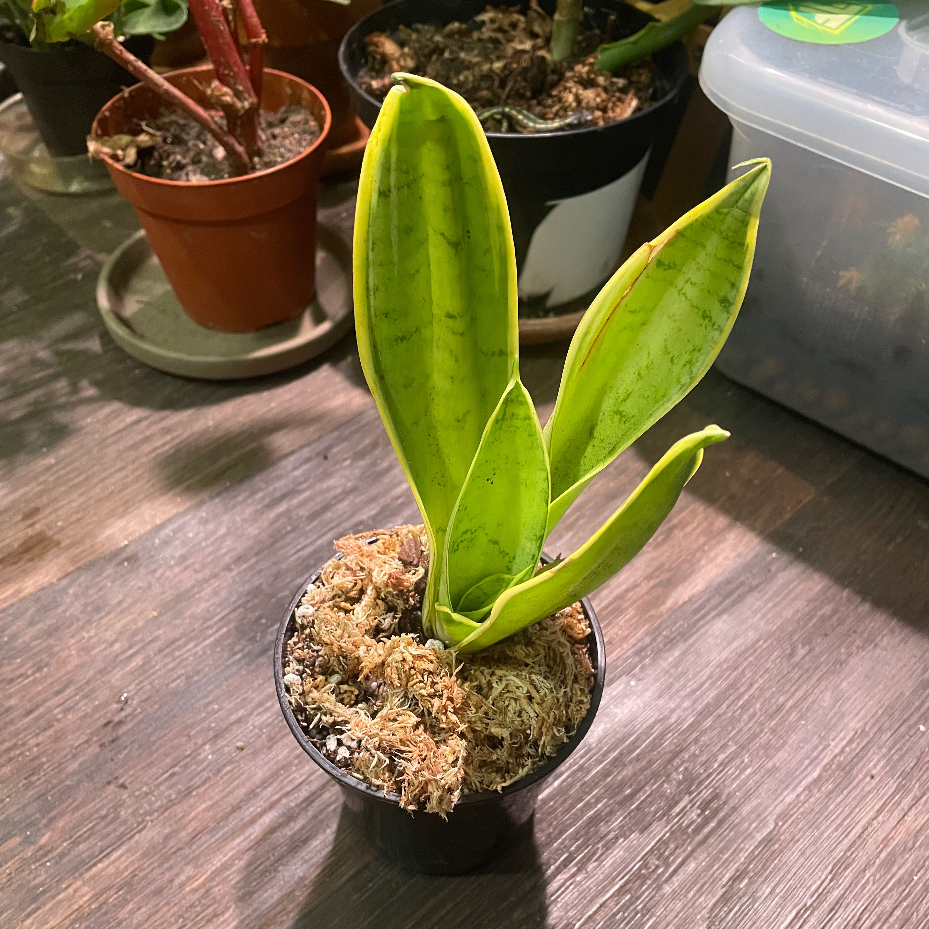 Sansevieria Night Owl plant in a small pot with visible soil and healthy green leaves.