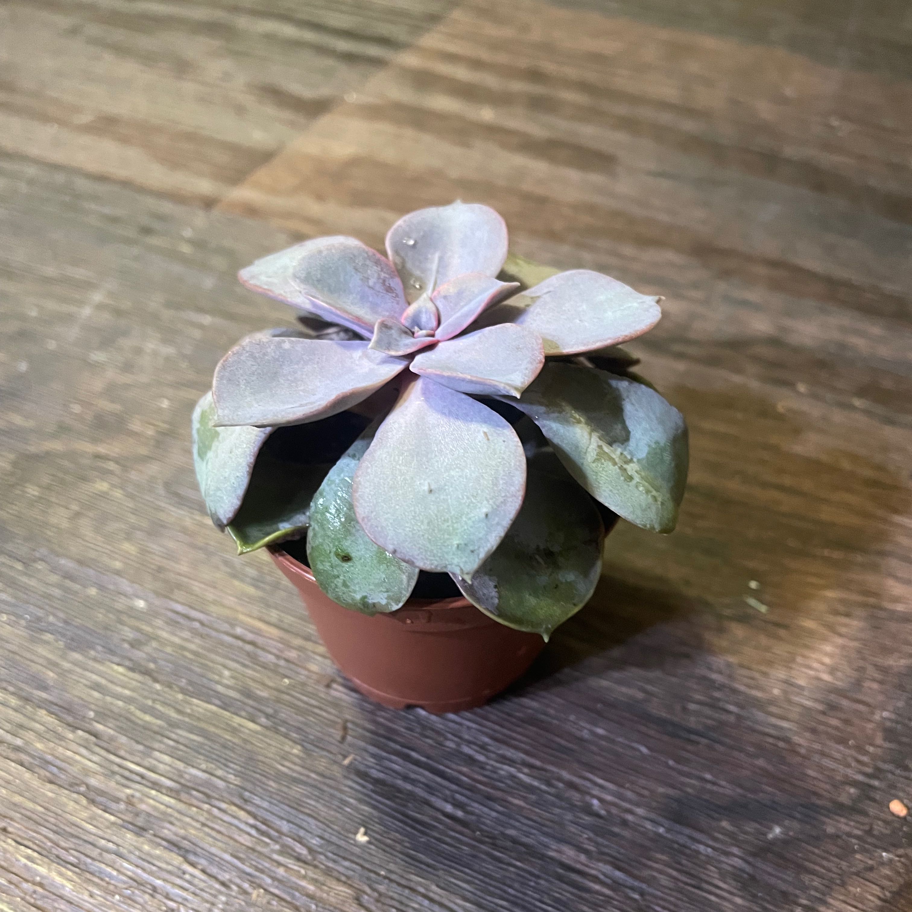 Echeveria 'Purple Pearl' succulent in a small pot, healthy with purple leaves.