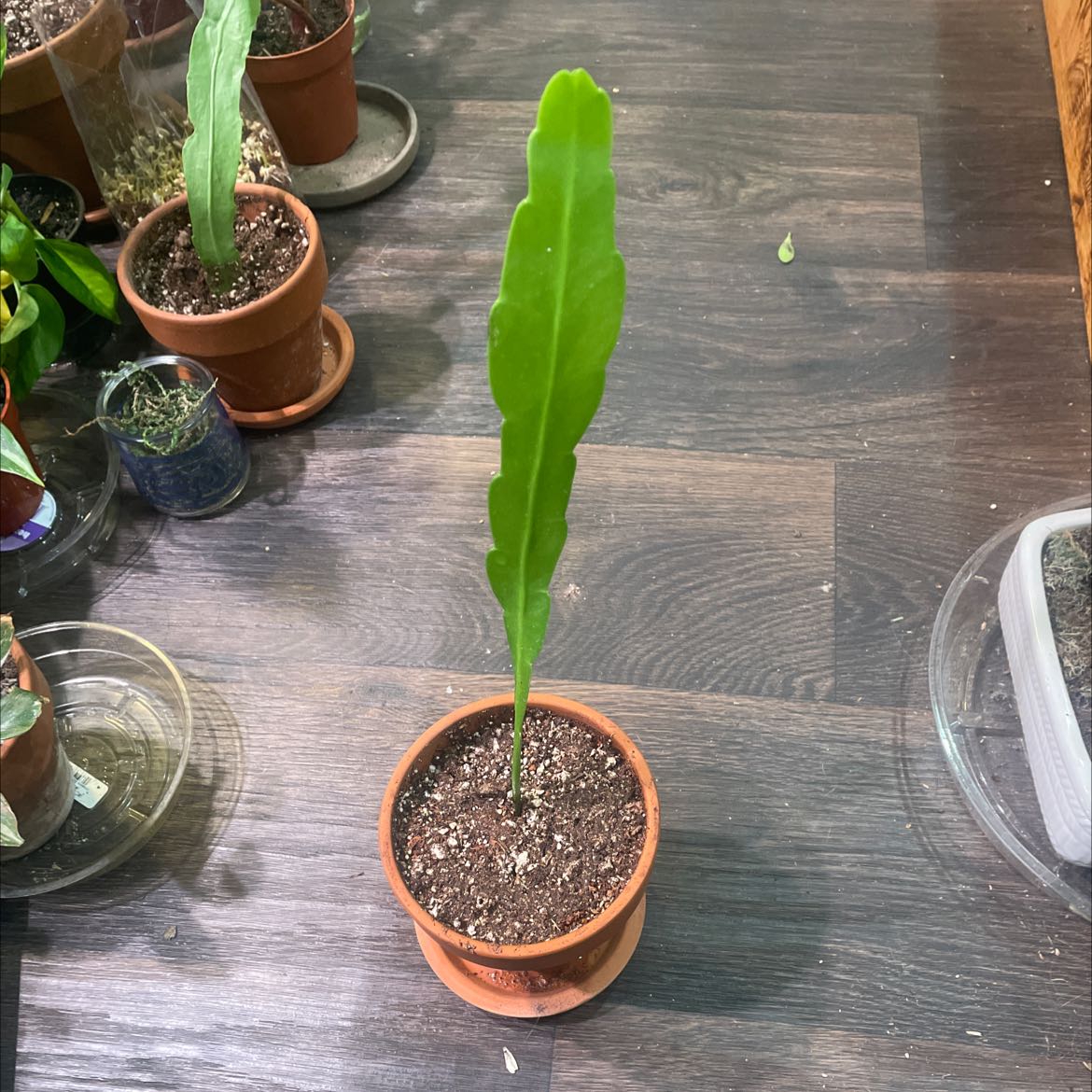 Light Requirements For My Red Orchid Cactus