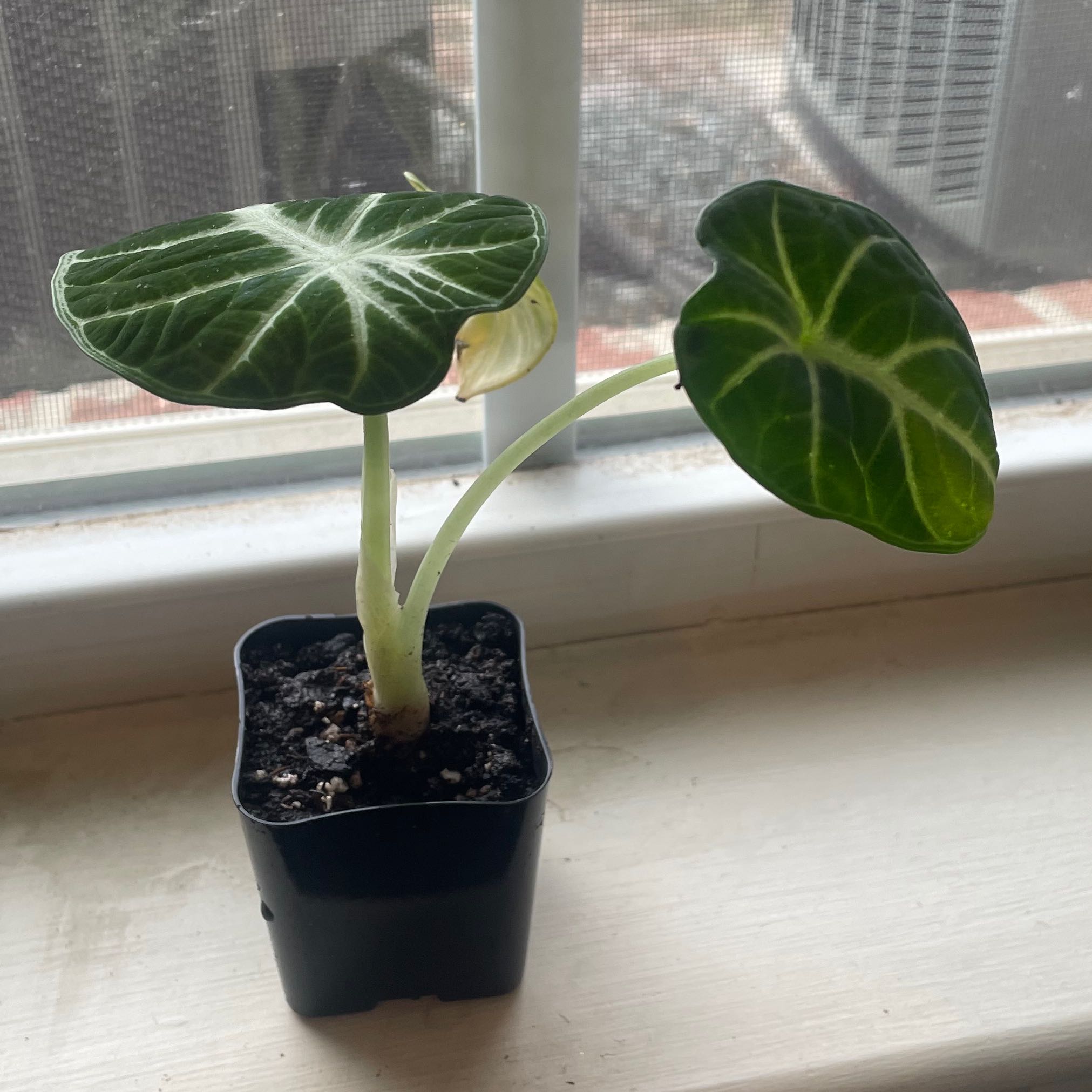 Alocasia ninja plant in a black pot on a windowsill with two large leaves, one slightly yellowing.
