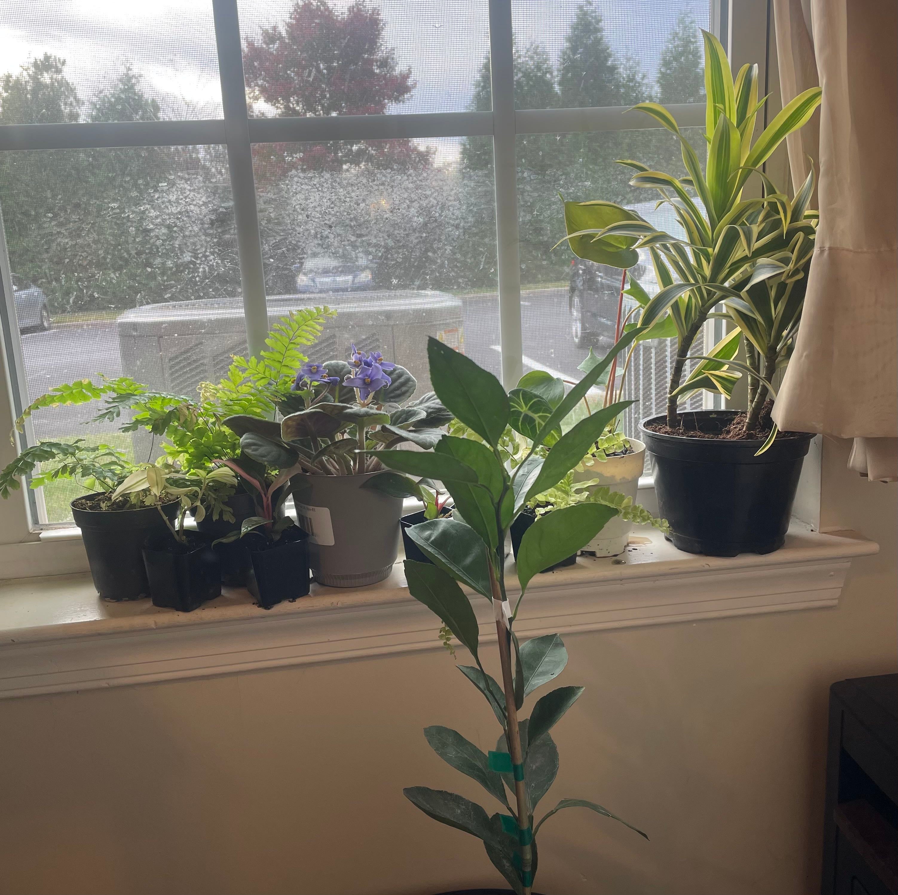 How to Care for Brittle Maidenhair Fern Mastering Water, Sunlight & More