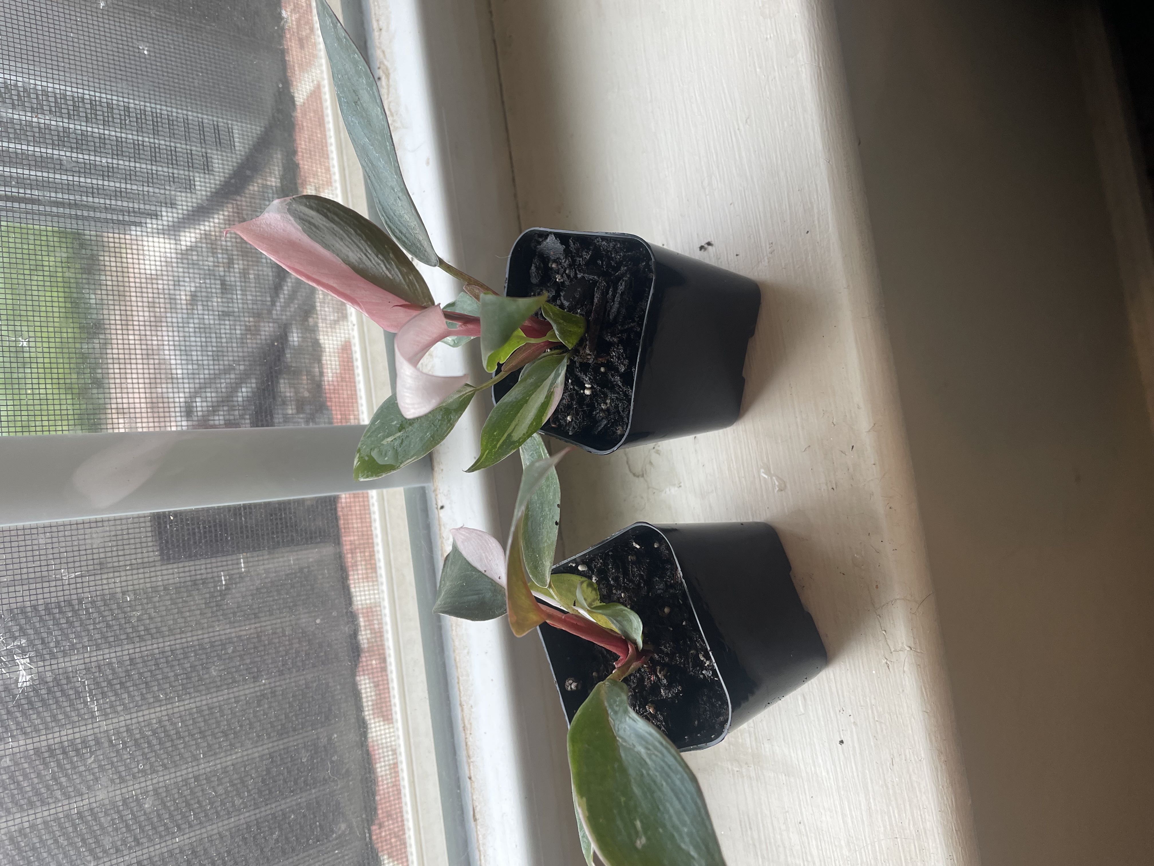 Photo from the post