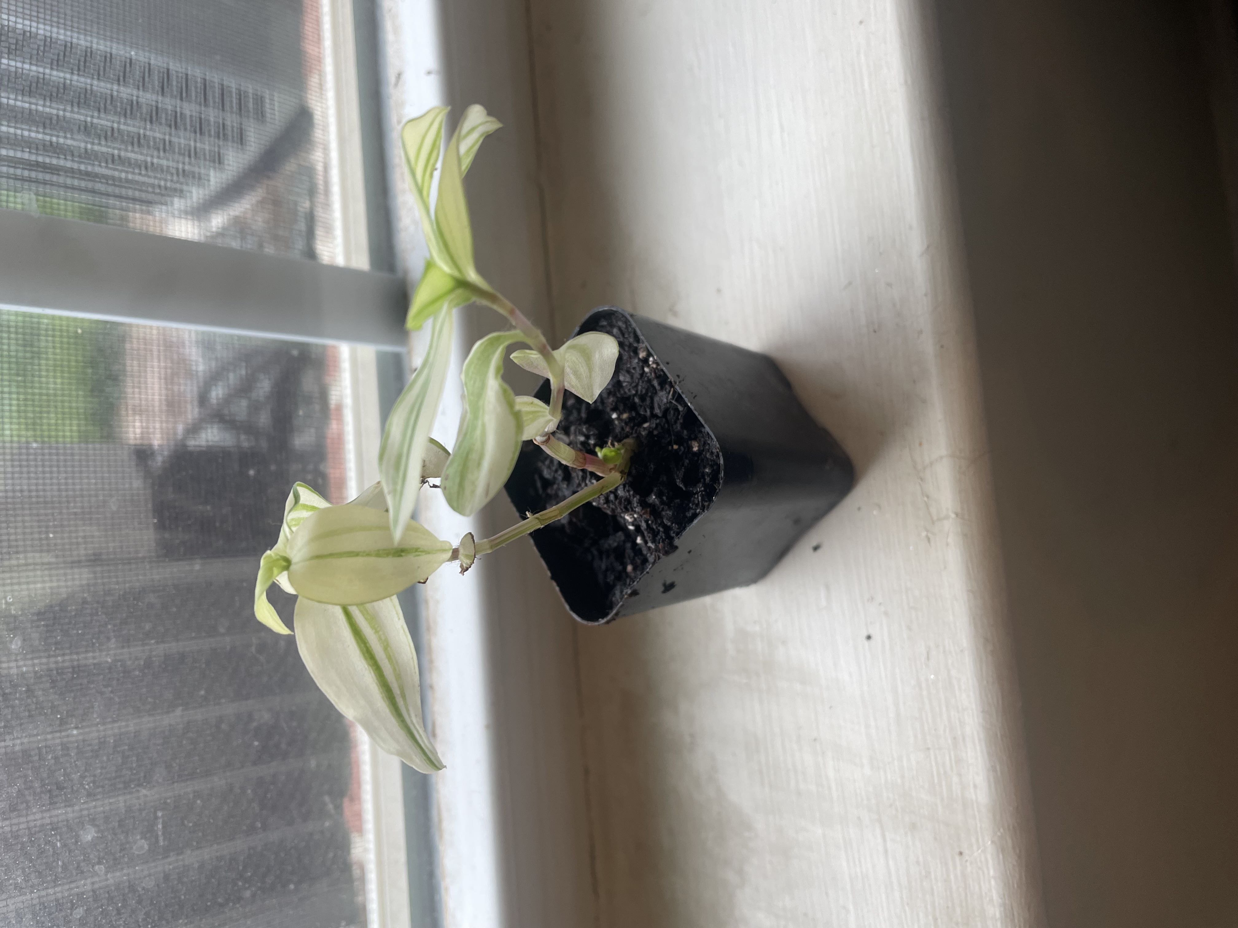 Photo from the post