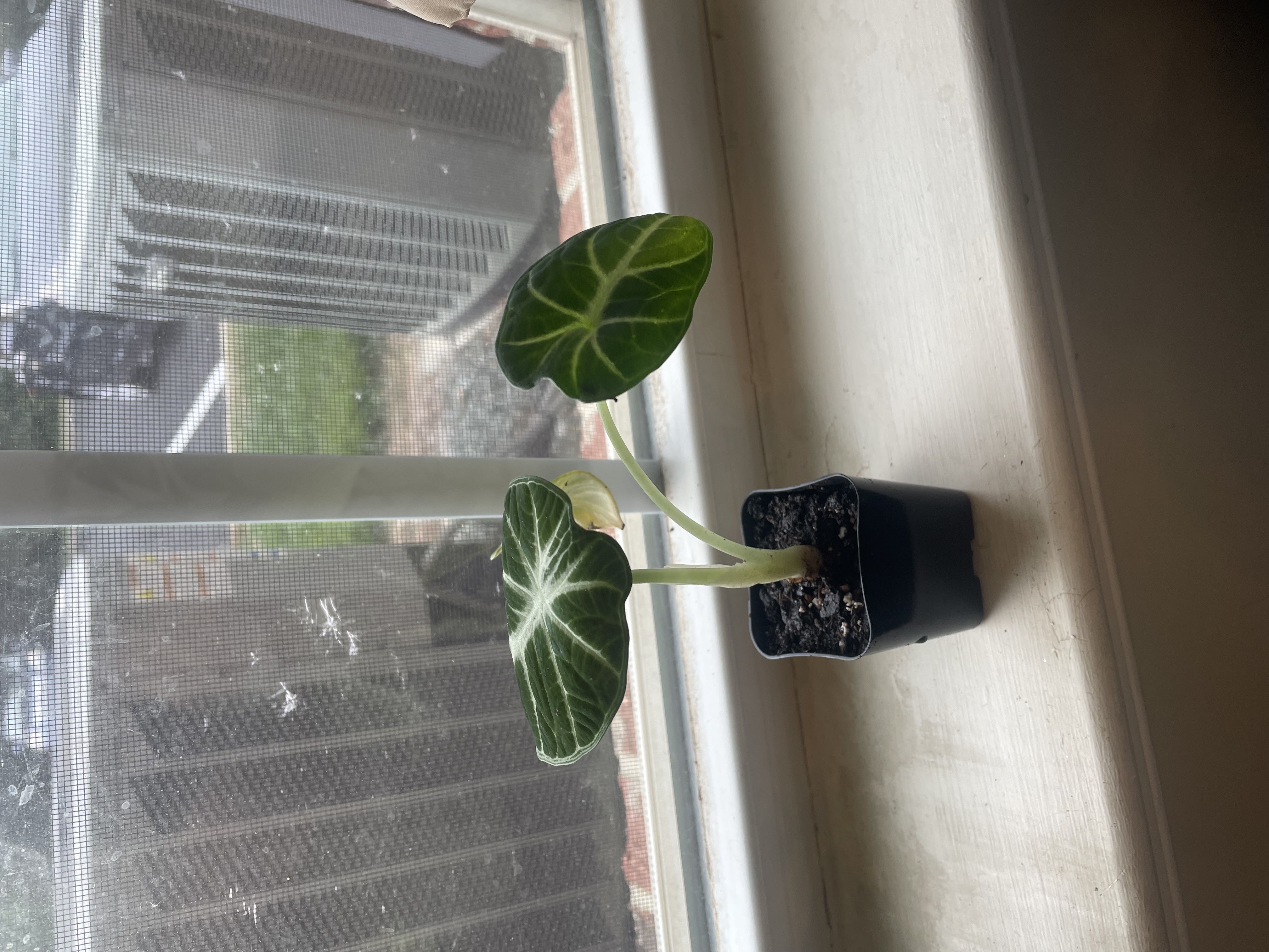 Photo from the post