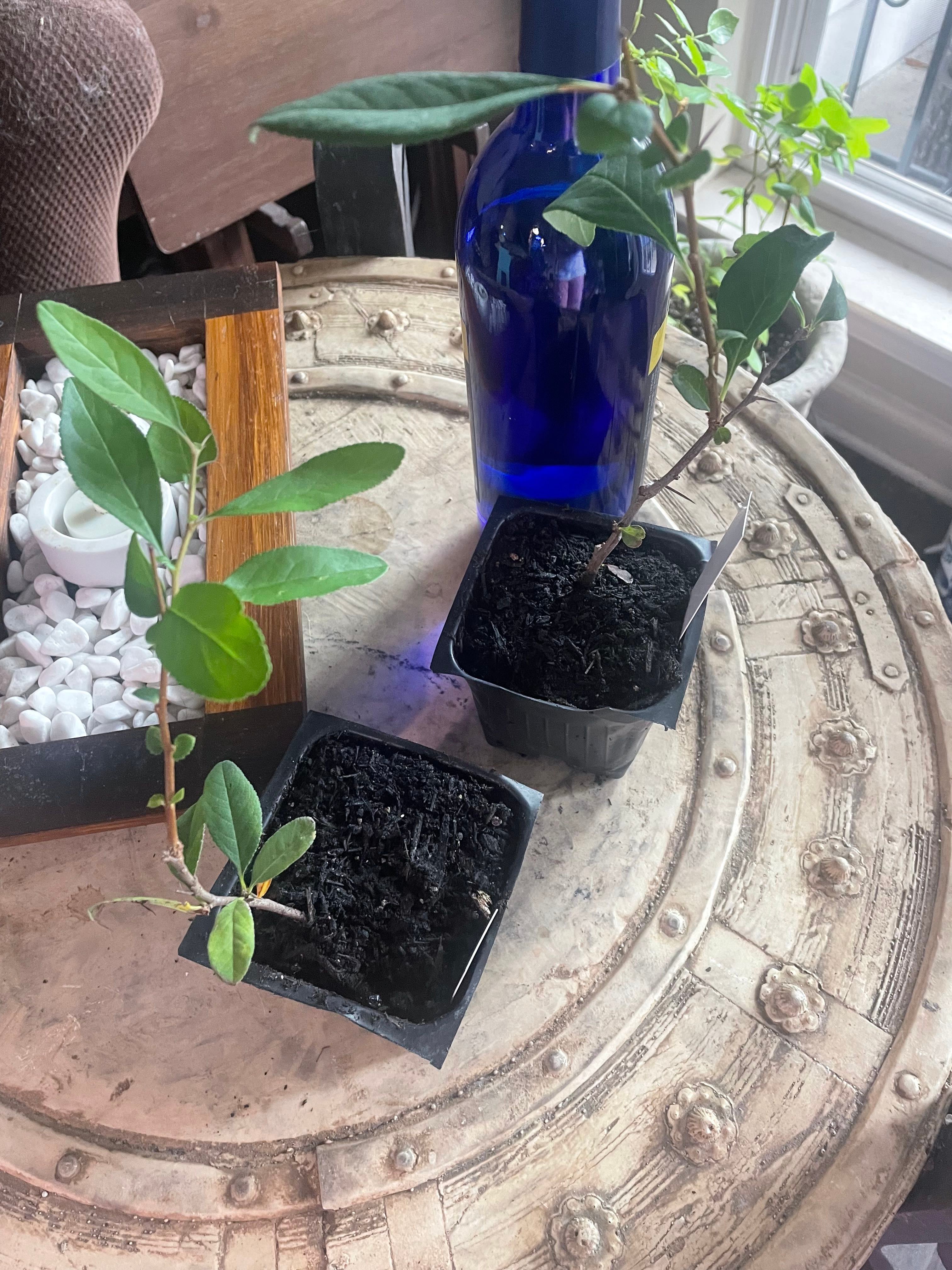 🔍 Identifying What is Eating Your Flowering Quince