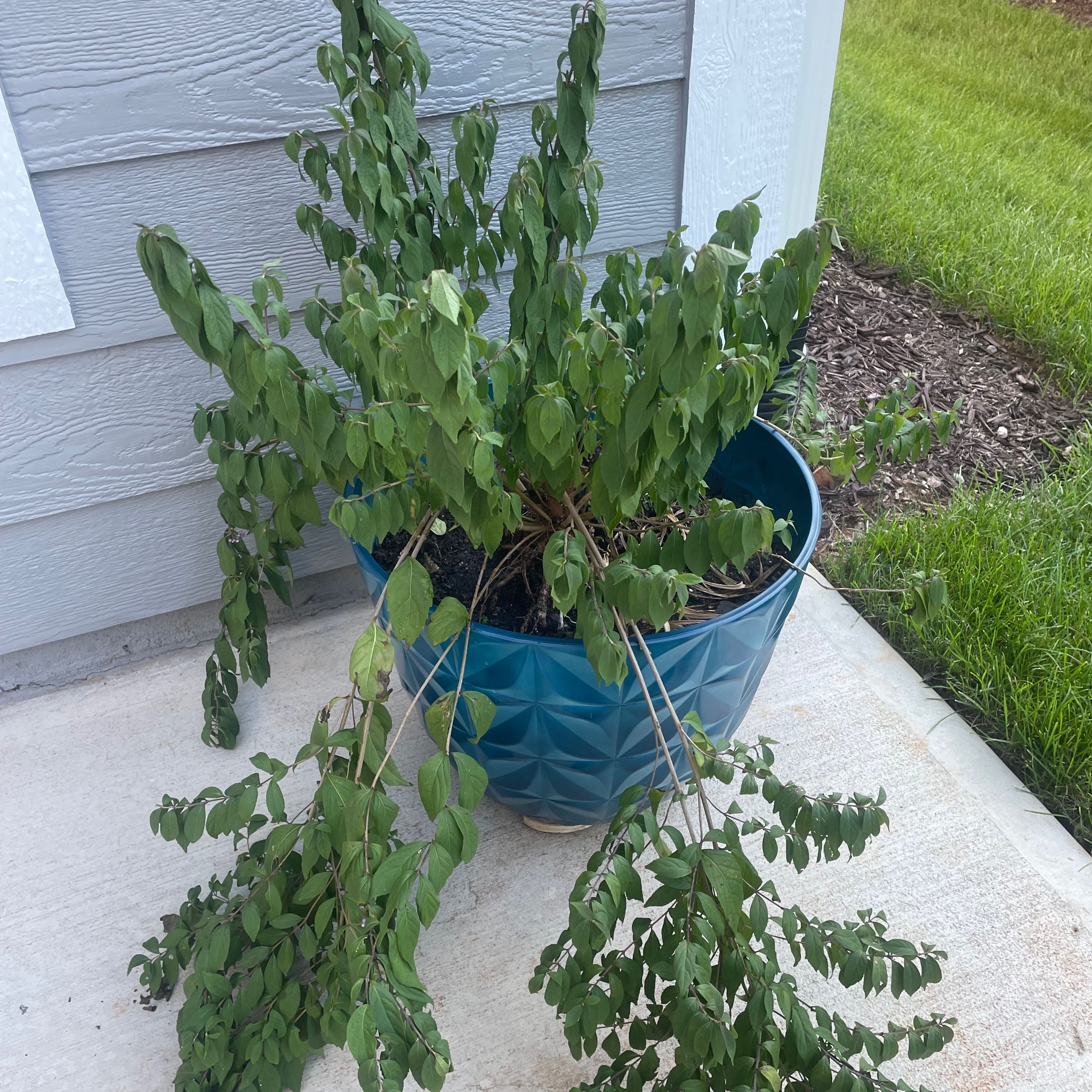 Plant care for Alpine Scabious on Greg, the plant care app