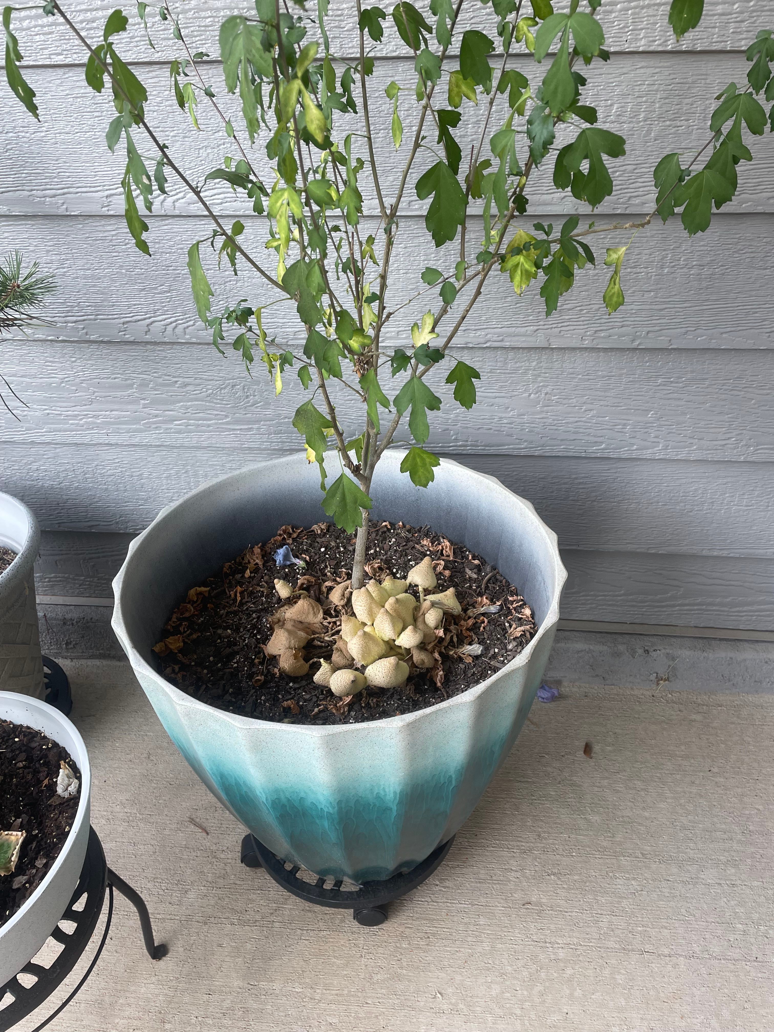 🌺 Hibiscus Roots 101