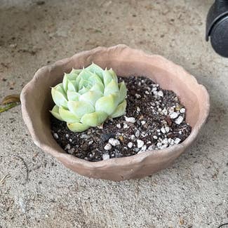 White Queen Echeveria plant in Somewhere on Earth