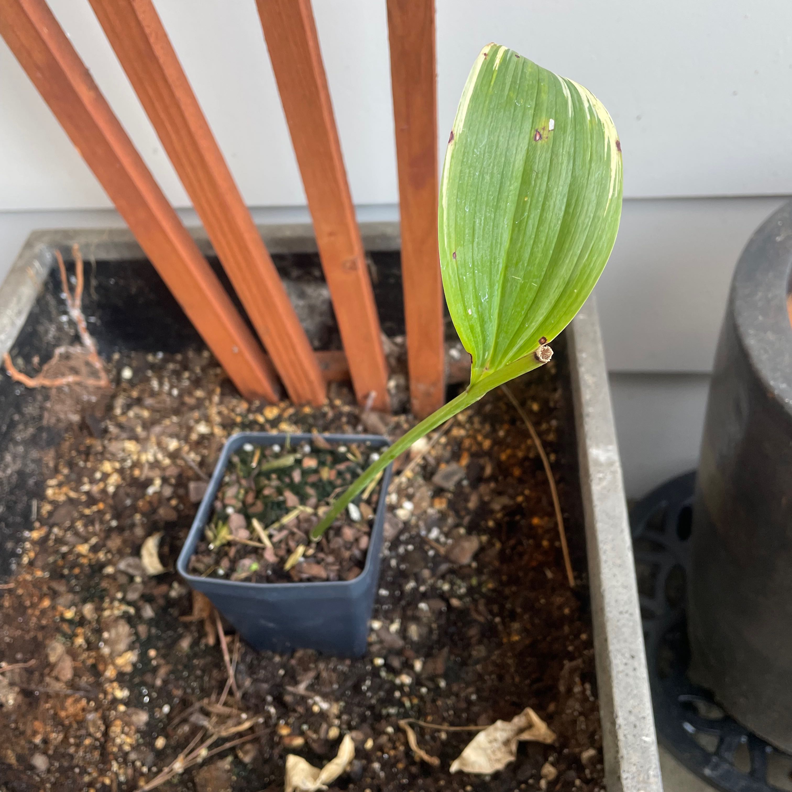 Photo of the plant species Variegated Solomon's Seal by @ESylvanus named Zelda on Greg, the plant care app