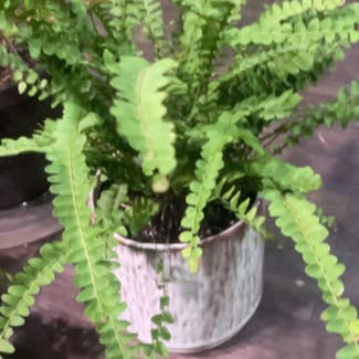 Button fern plant in Somewhere on Earth