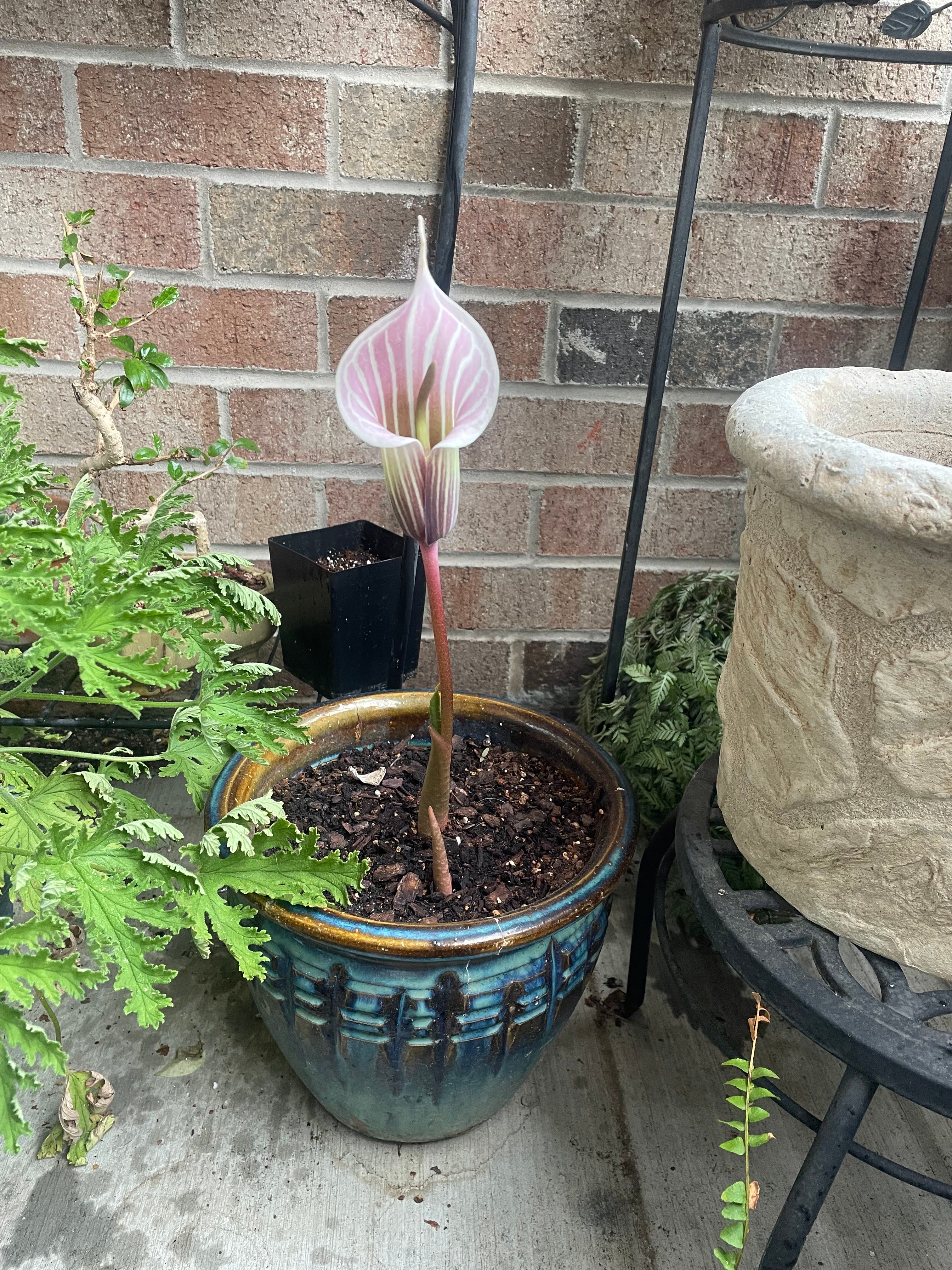 Nepenthoid JackinthePulpit Plant Care Water, Light, Nutrients