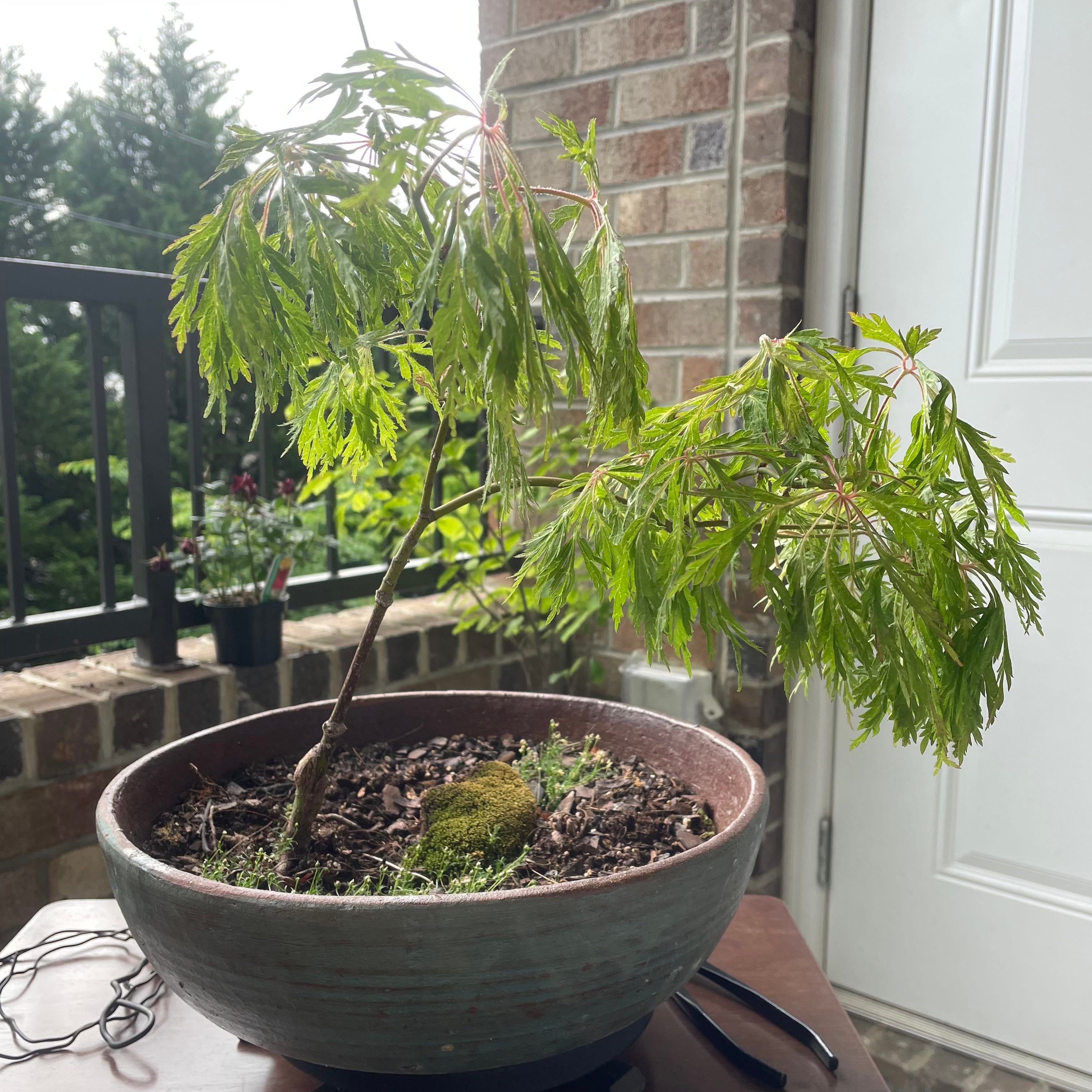 Best Fertilizer for Your Japanese Quince 🌸