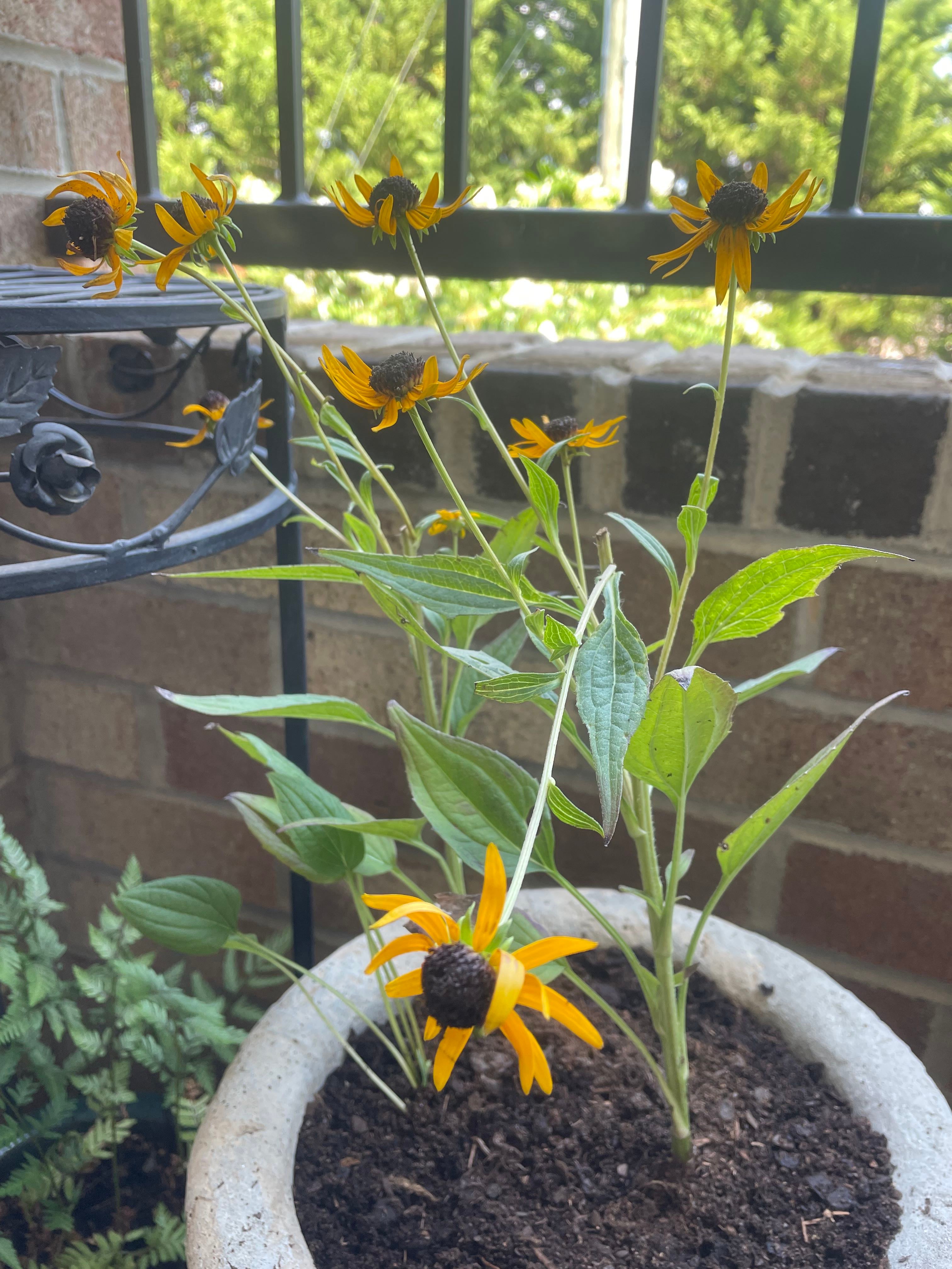 🌼 Understanding Brown Spots on Your Black Coneflower Leaves