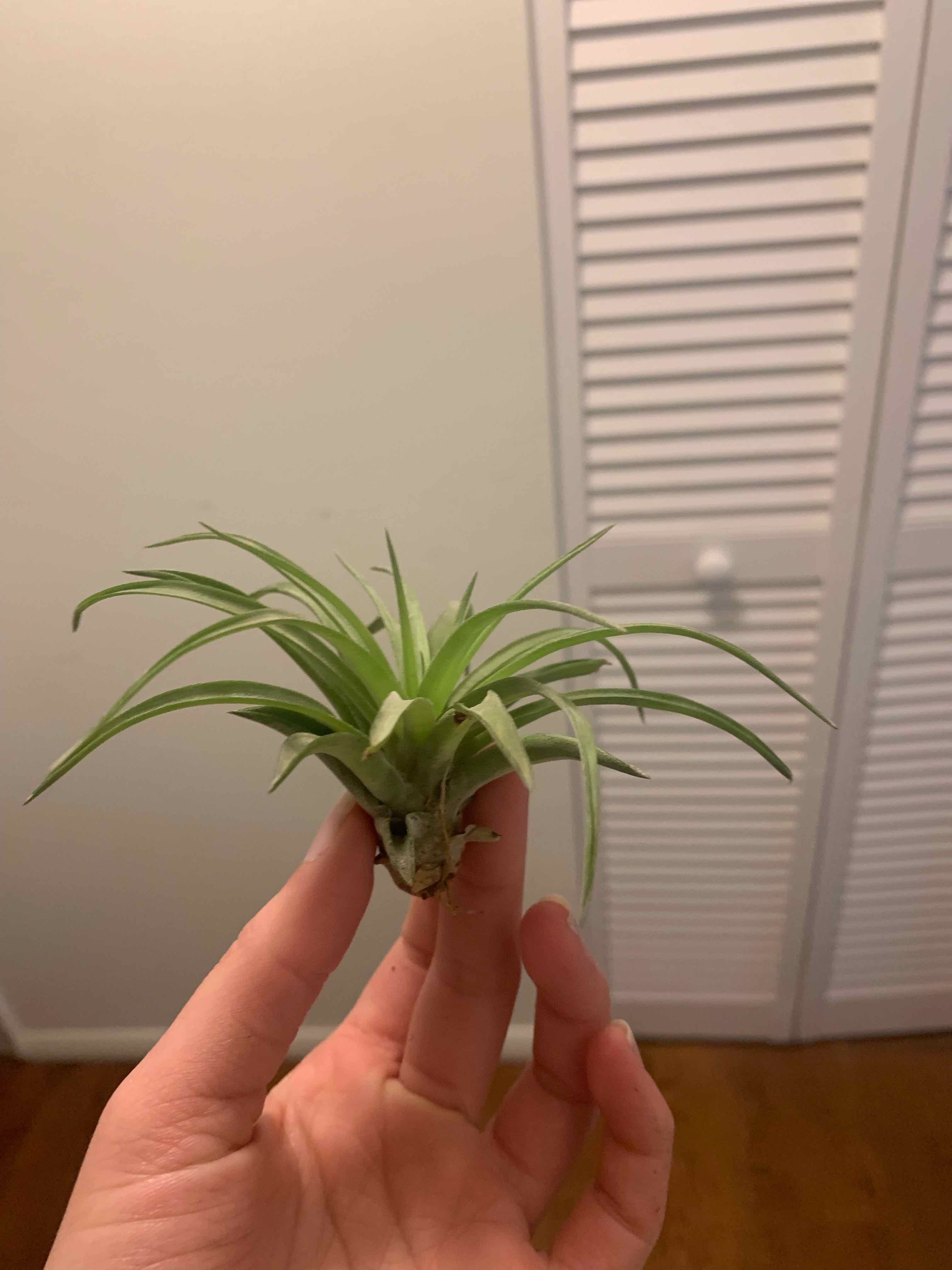 Aeranthos Air Plant held by a hand, appears healthy with green leaves.