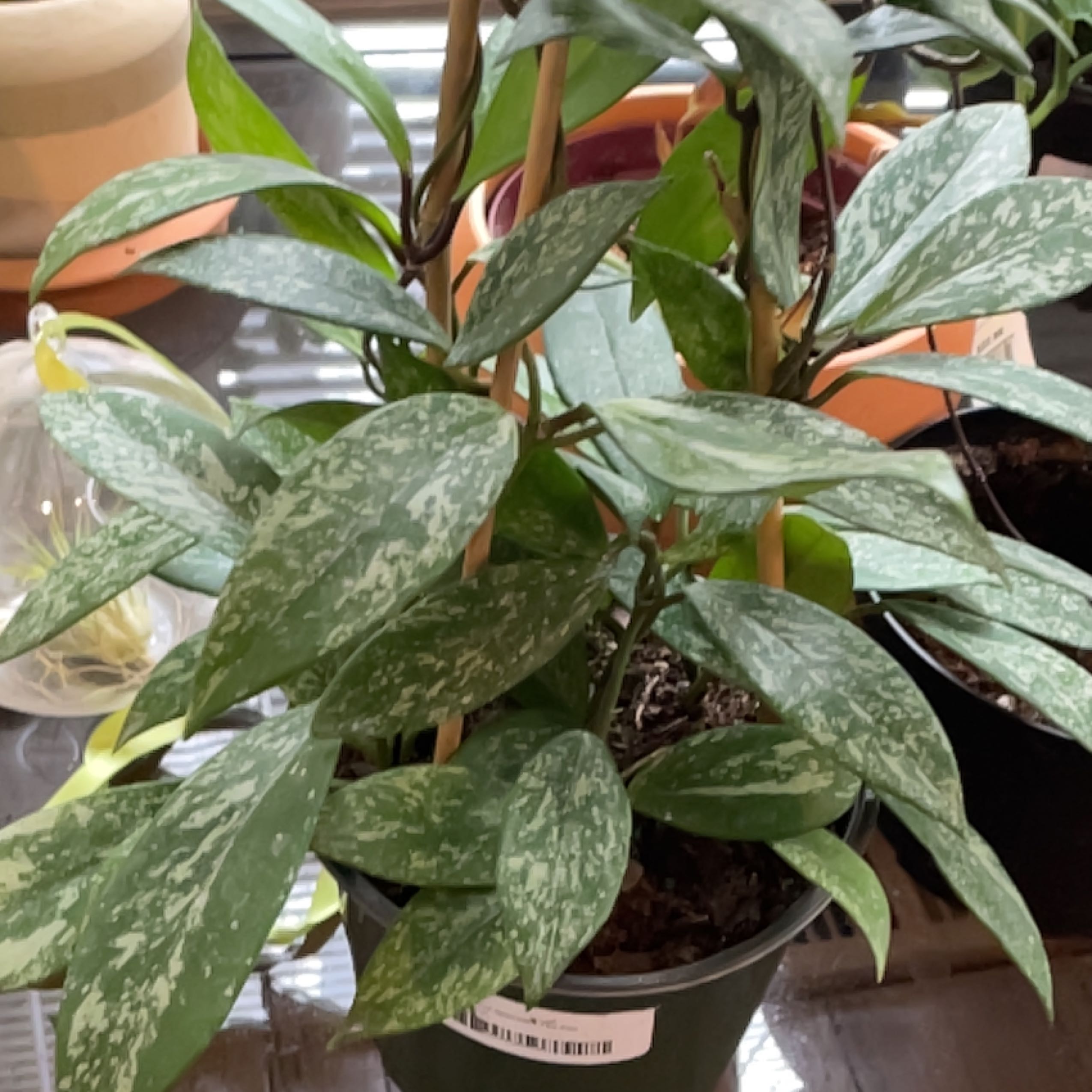 Photo of the plant species Speckle Hoya Publcalyx by @EspecialOkra named Terra on Greg, the plant care app