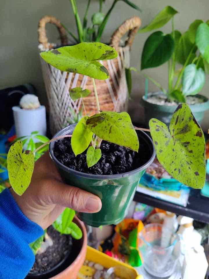 Taro 'Mojito' plant in a green pot with yellowing and black spots on leaves, held by a hand.