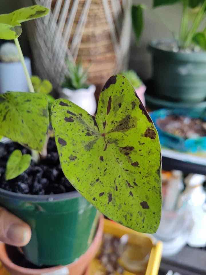 Taro 'Mojito' plant with black spots on a leaf, in a small pot with visible soil.