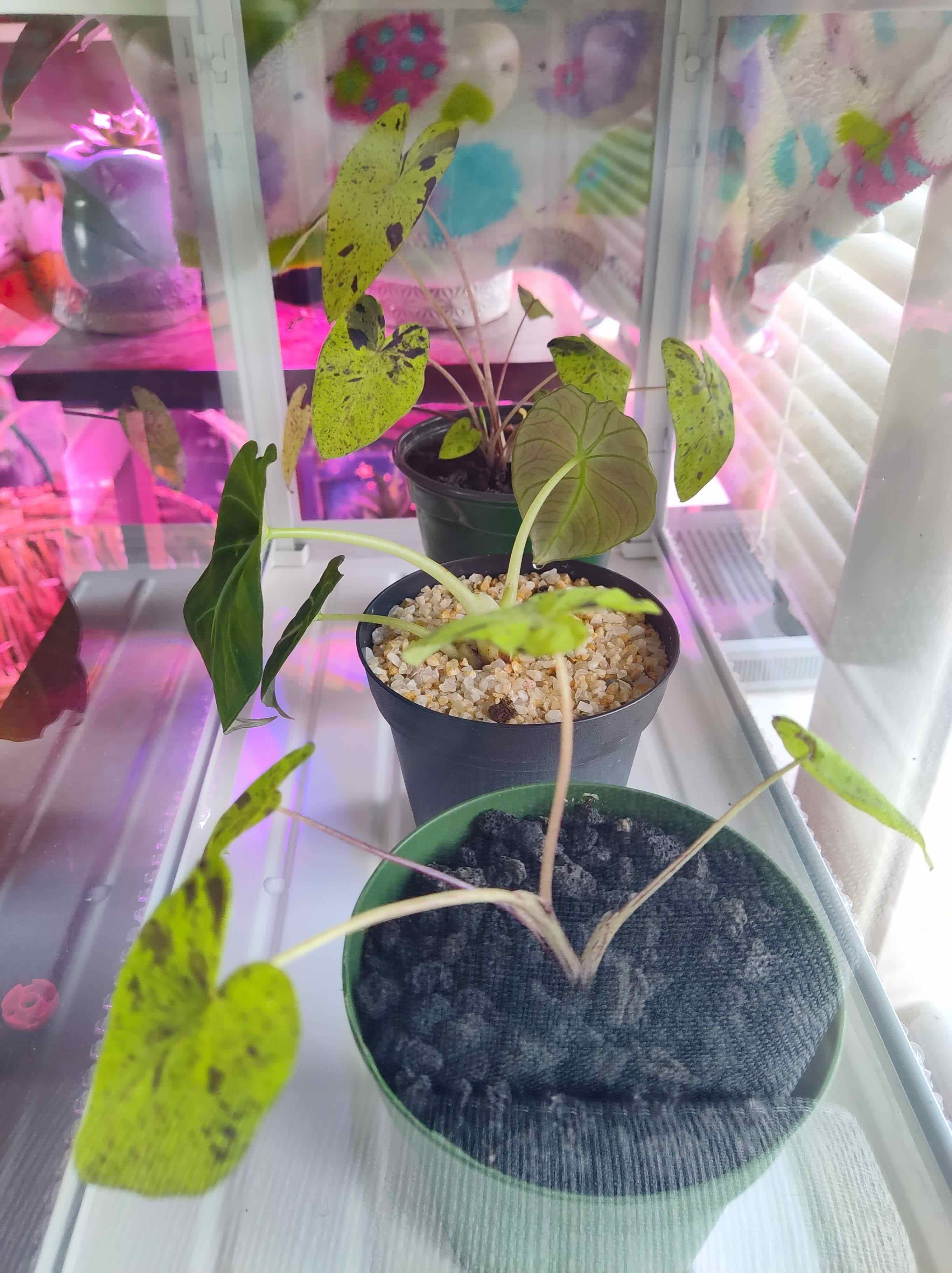 Multiple potted Taro 'Mojito' plants with some leaves showing black spots.