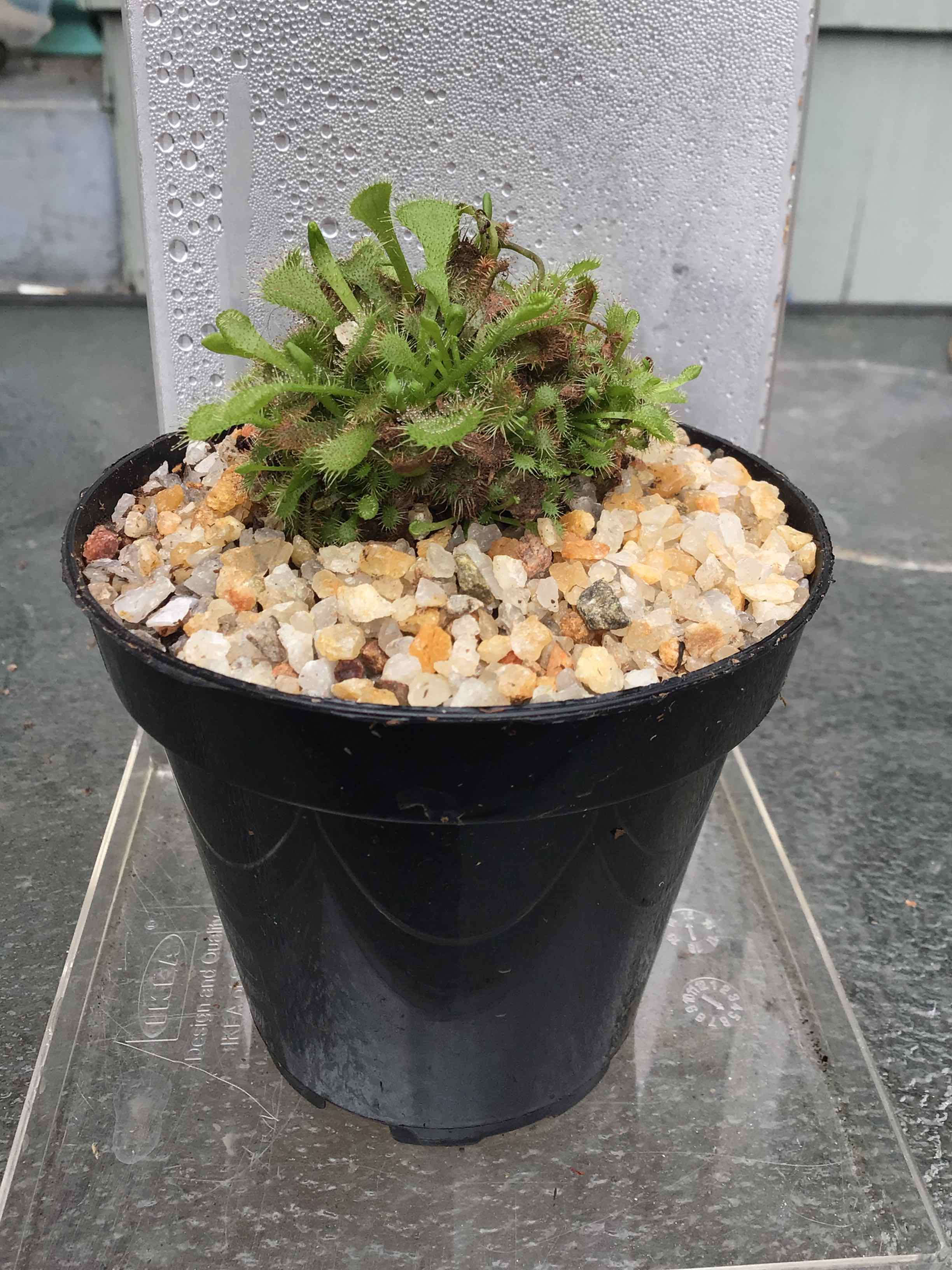 Spoon-Leaved Sundew plant in a black pot with gravel, healthy and well-framed.
