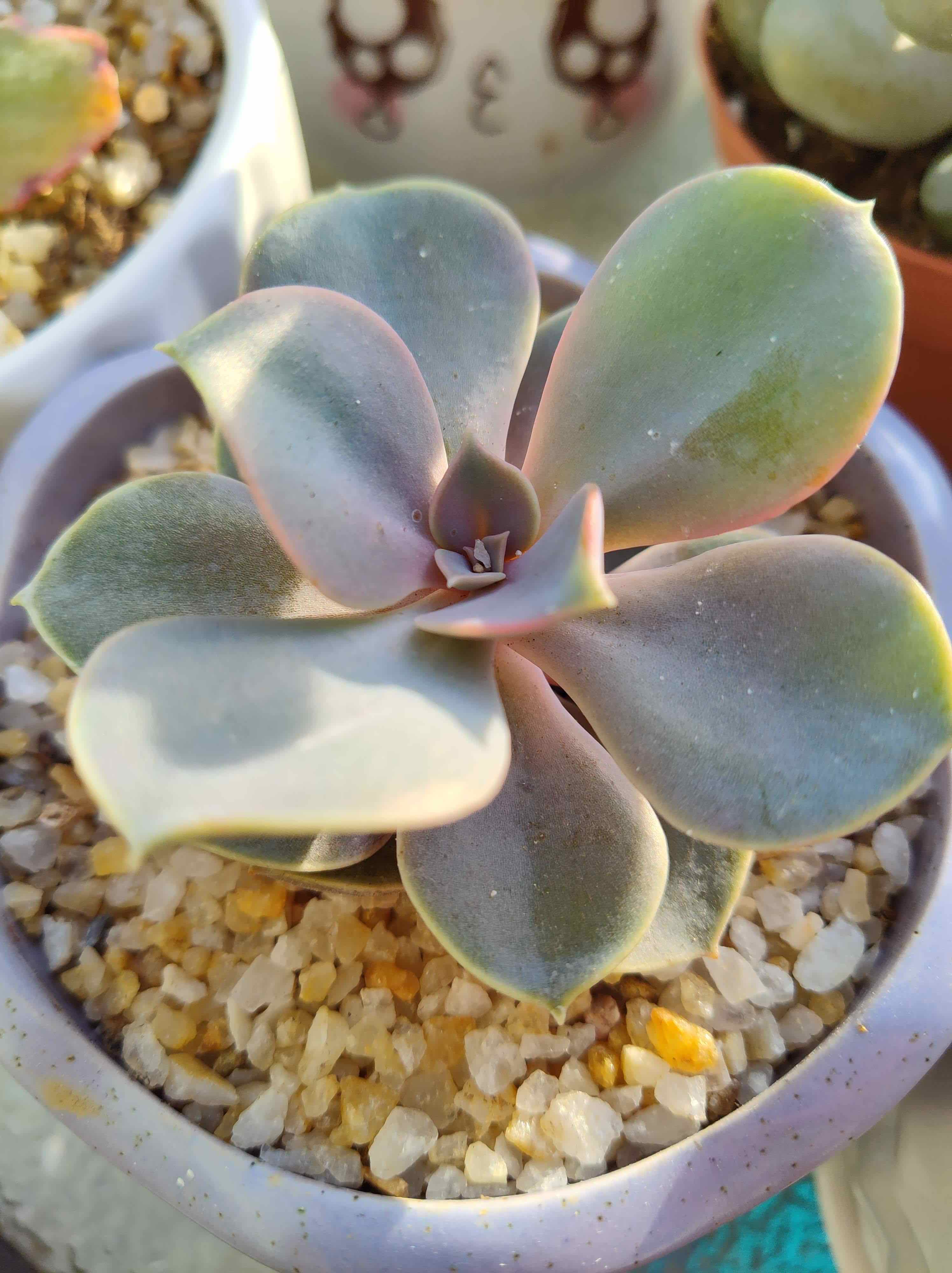 Healthy Echeveria 'Perle von Nurnberg' succulent in a pot with visible soil.
