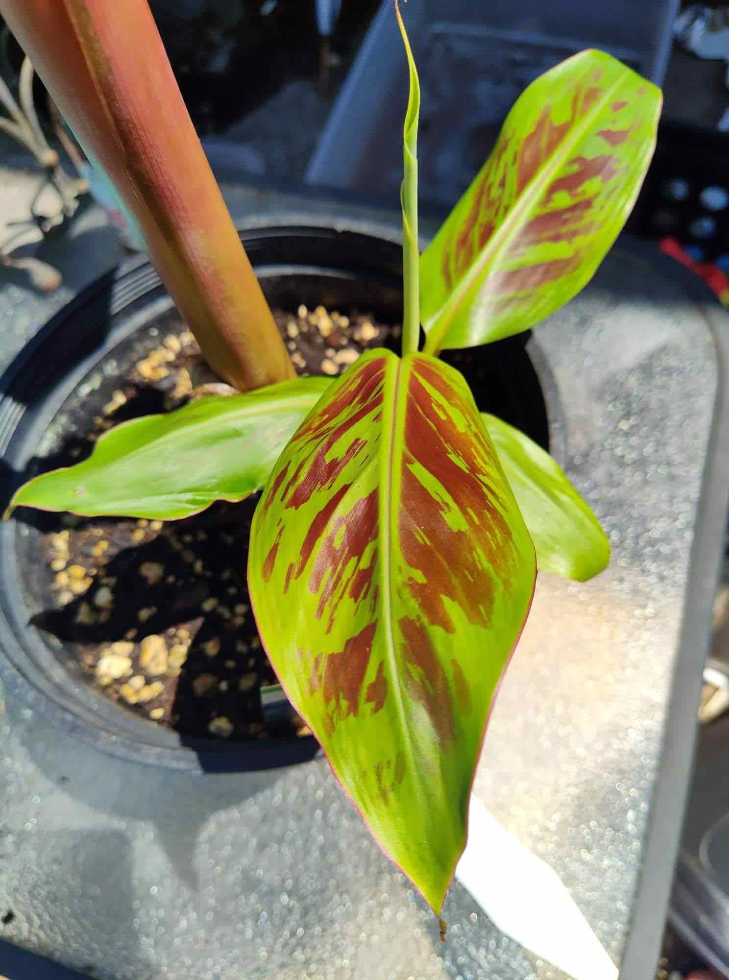 Plant care for Banana on Greg, the plant care app