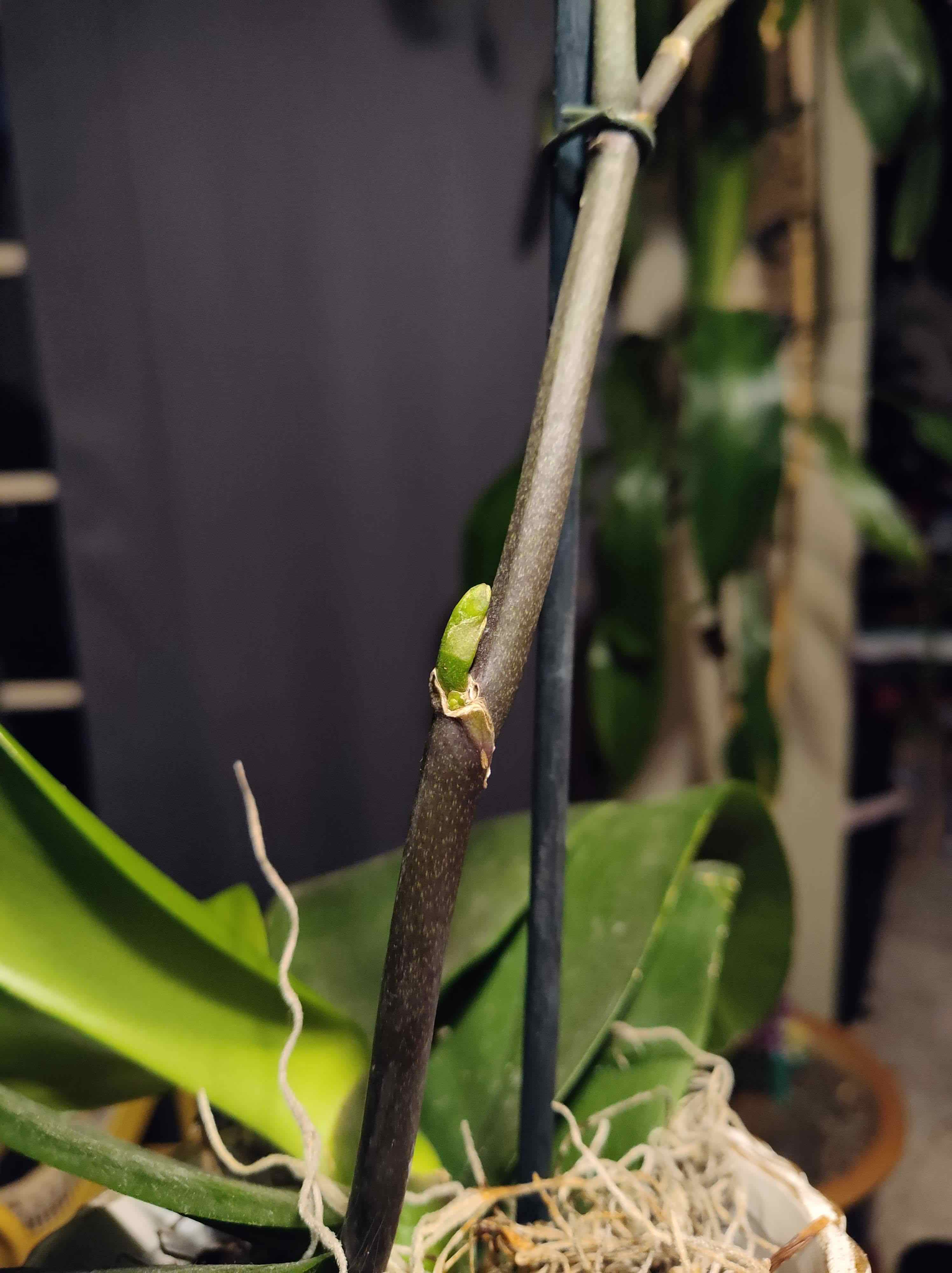 Plant care for Chocolate Vine on Greg, the plant care app
